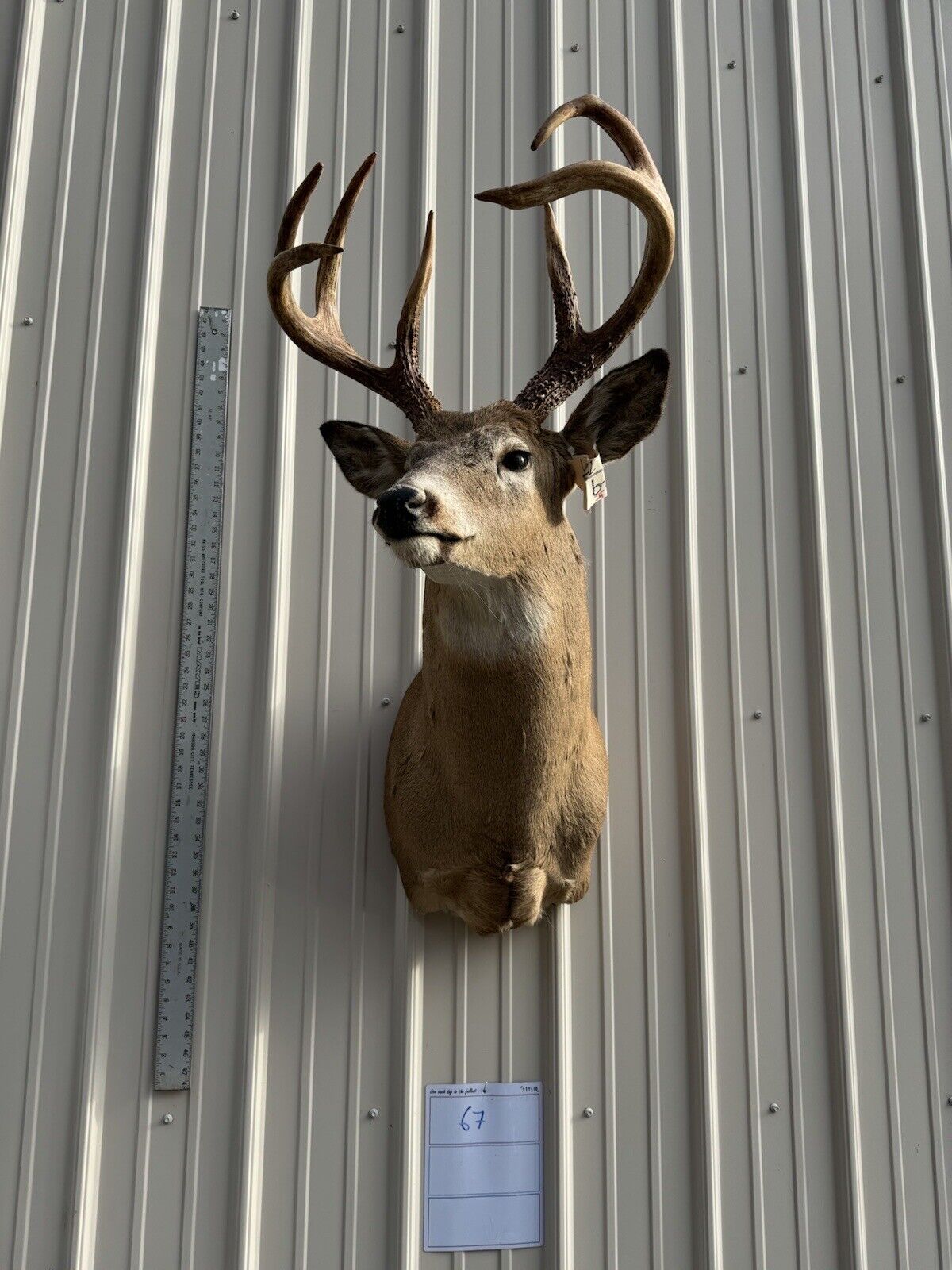 Whitetail Deer Real Antler Deer Taxidermy Mount