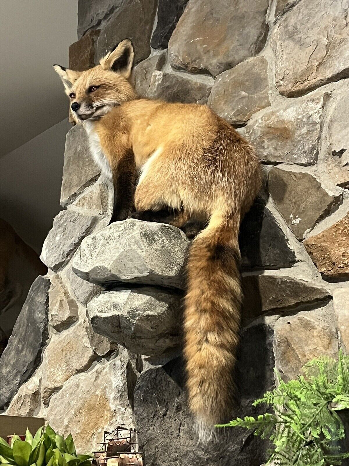 Red Fox Taxidermy Full Body Mount Cabin Camp Man Cave Home Office Den Decor NEW!