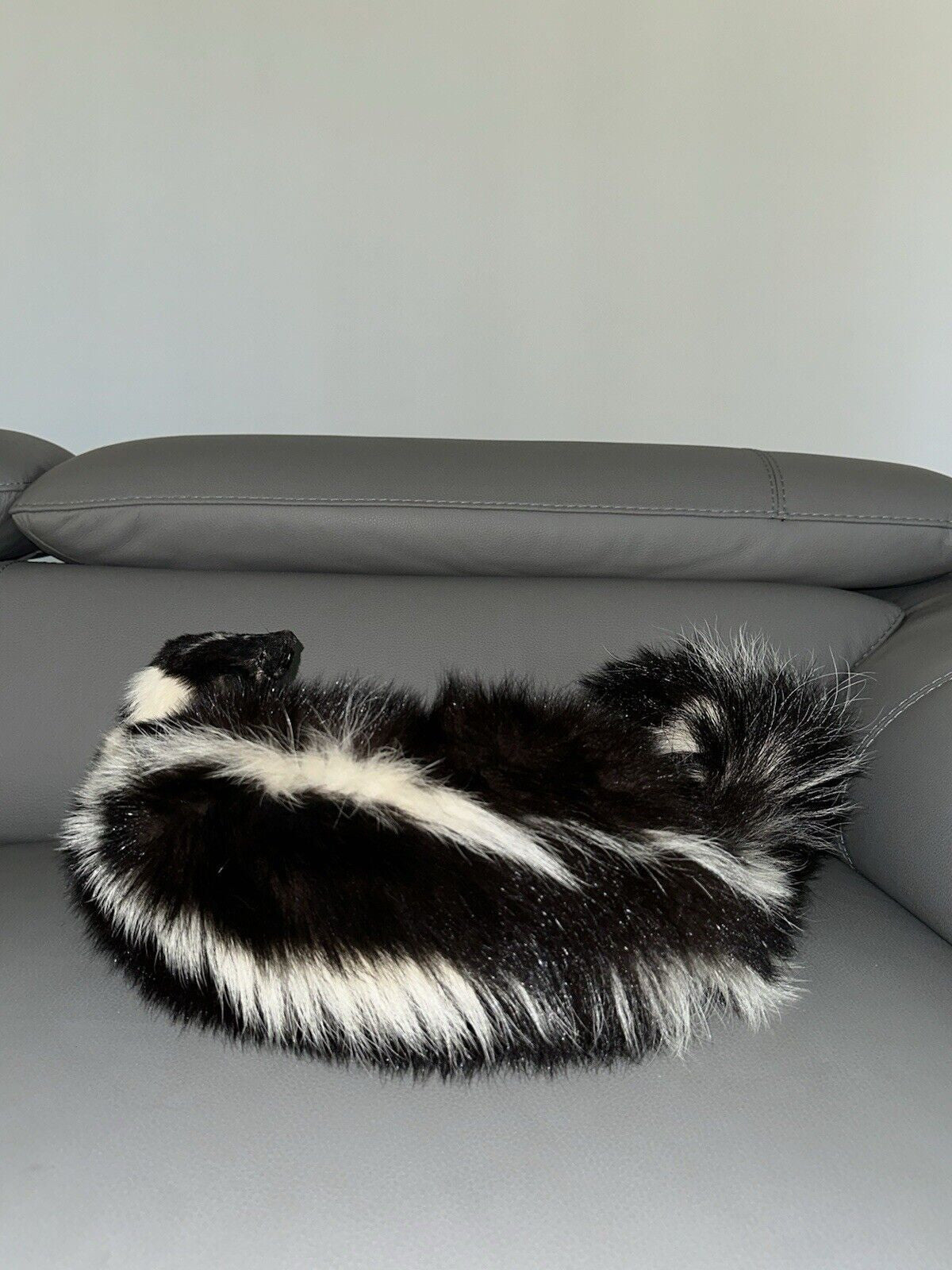 Large Prime Skunk Taxidermy Mount
