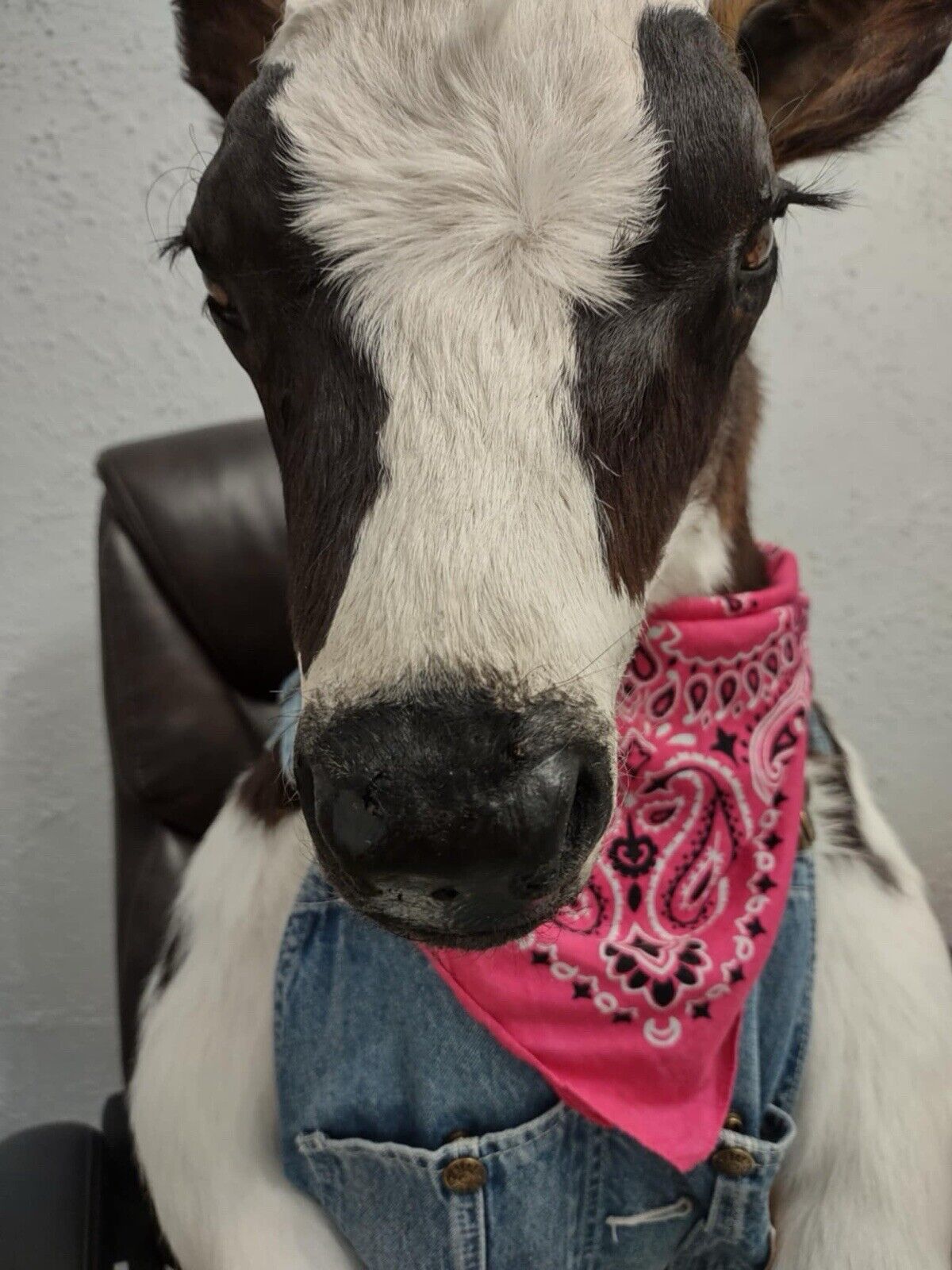 FH142-Baby Calf Taxidermy Mount