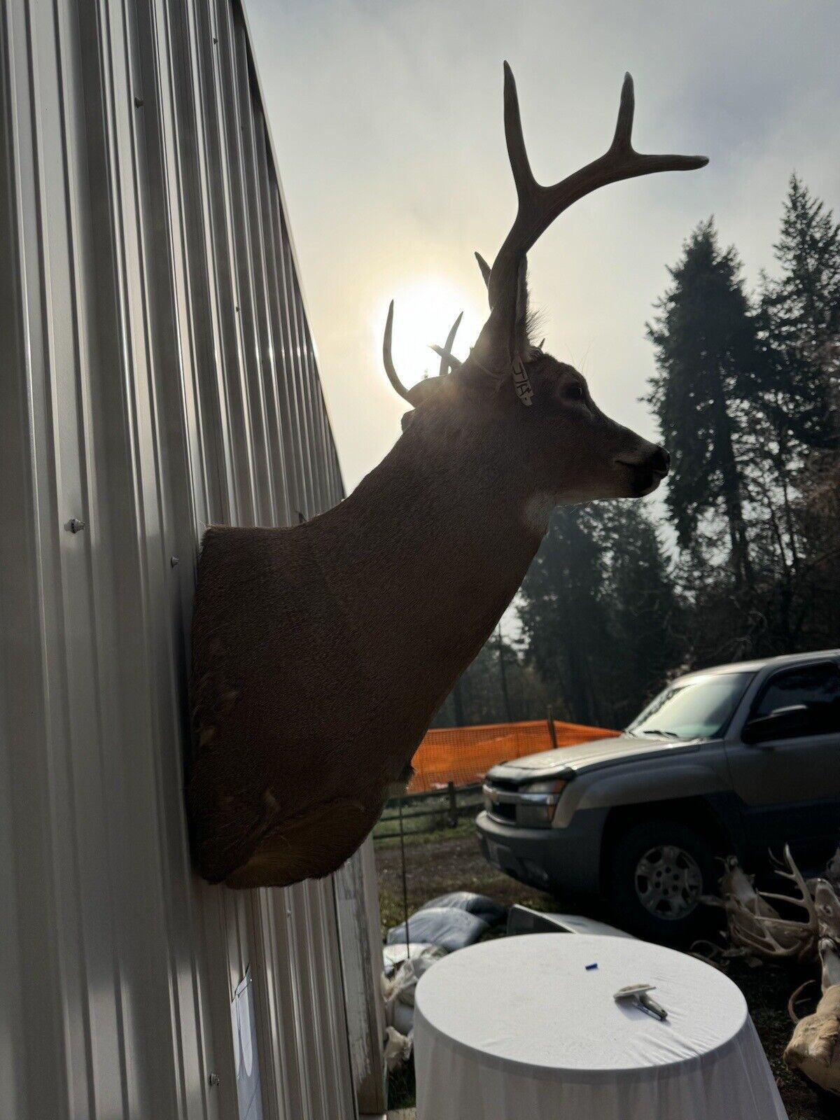 Whitetail Deer Real Antler Deer Taxidermy Mount