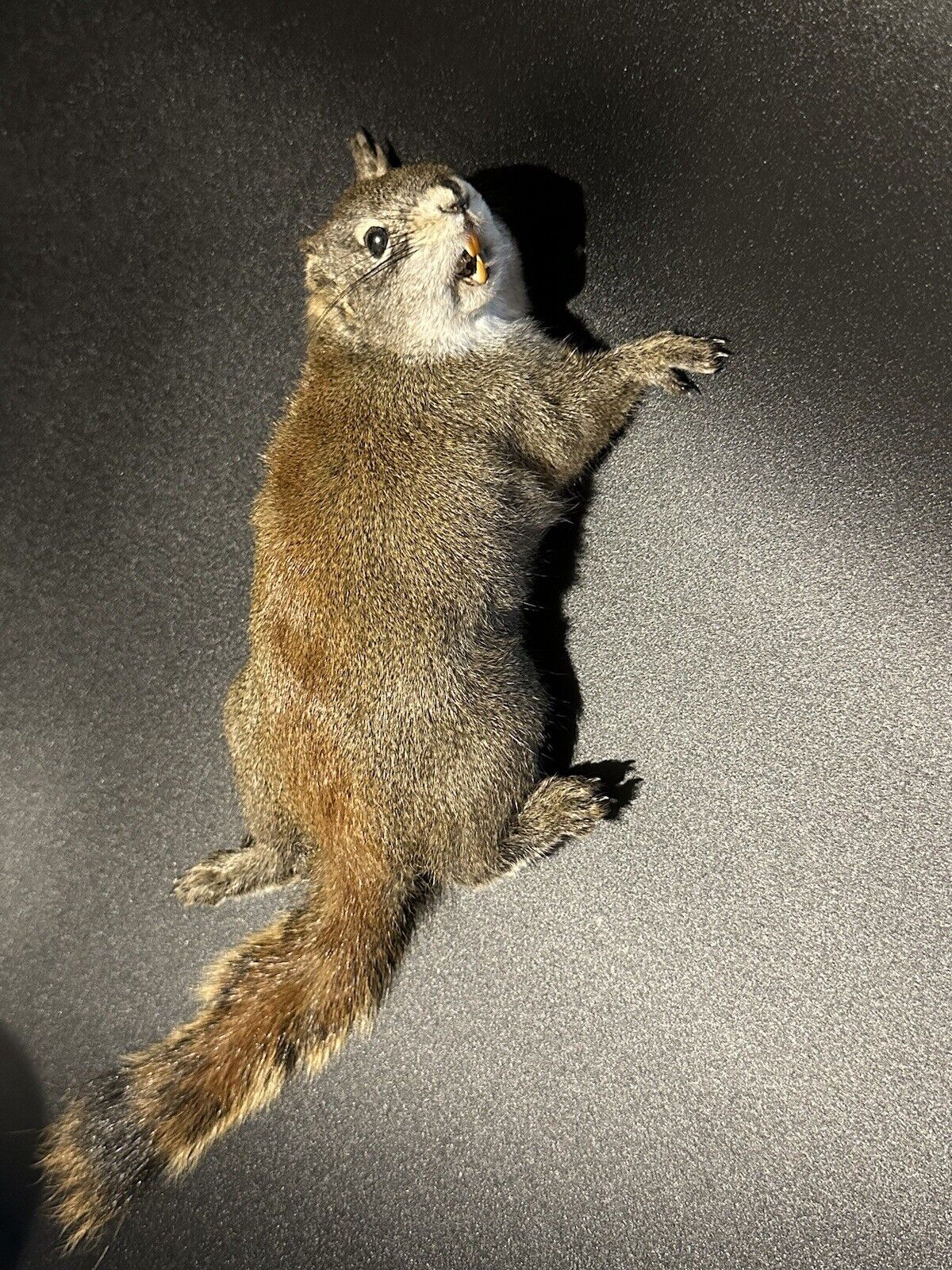 Beautiful Adorable Red Squirrel Small Animal Taxidermy Mount Art Wildlife 26S