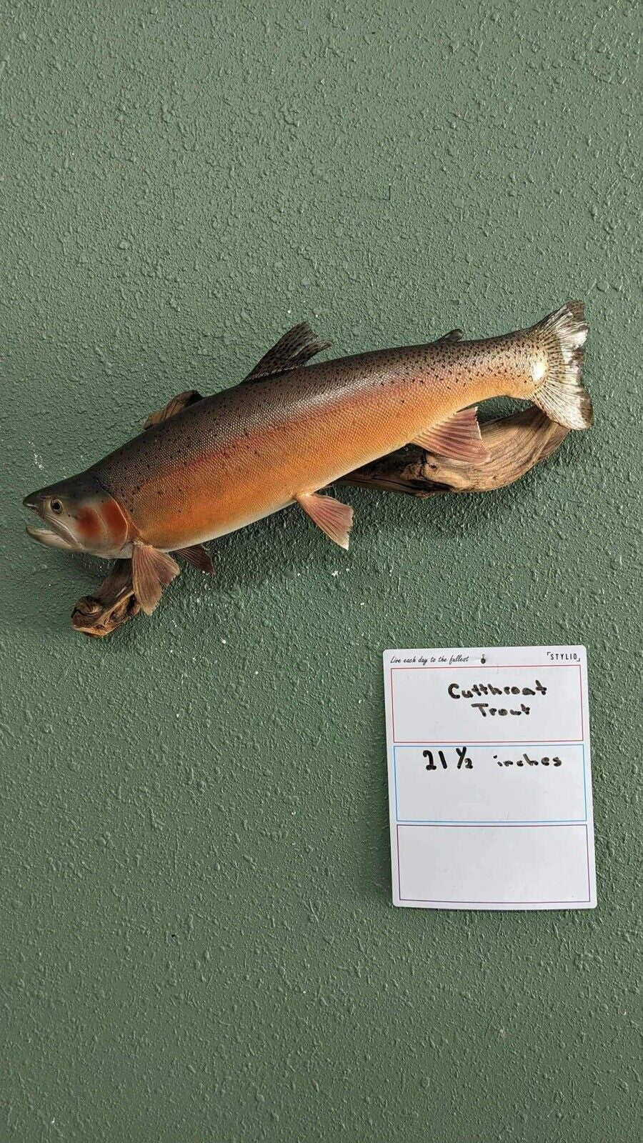 Beautiful Real Skin 21.5” Cutthroat Trout Taxidermy Mount