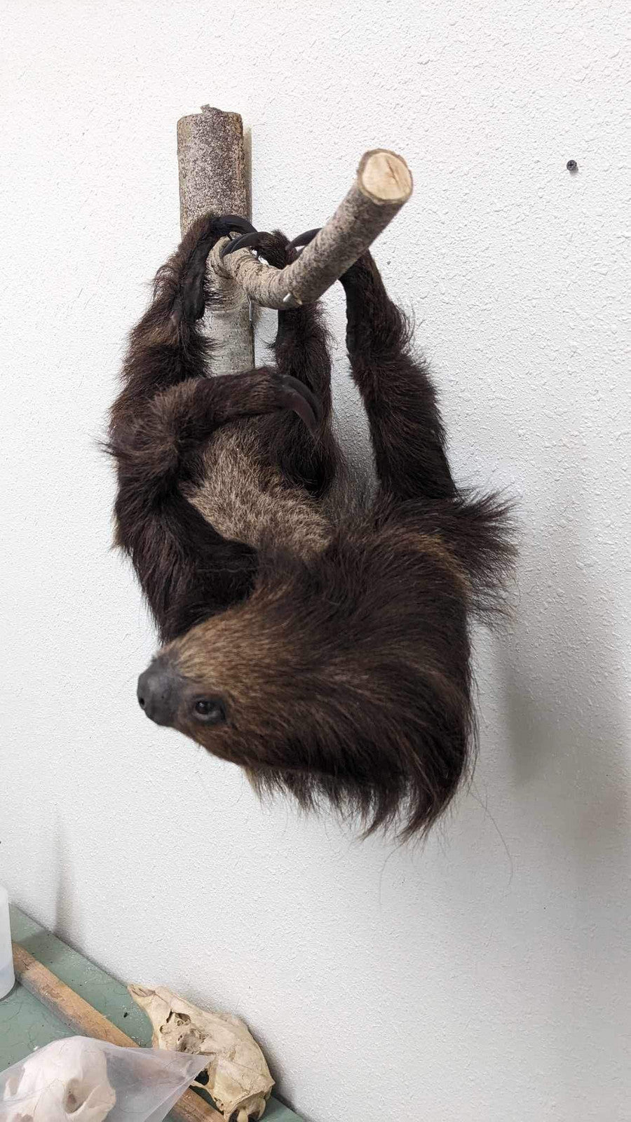 New Excellent Adult Sloth Taxidermy Wall Mount Full Body