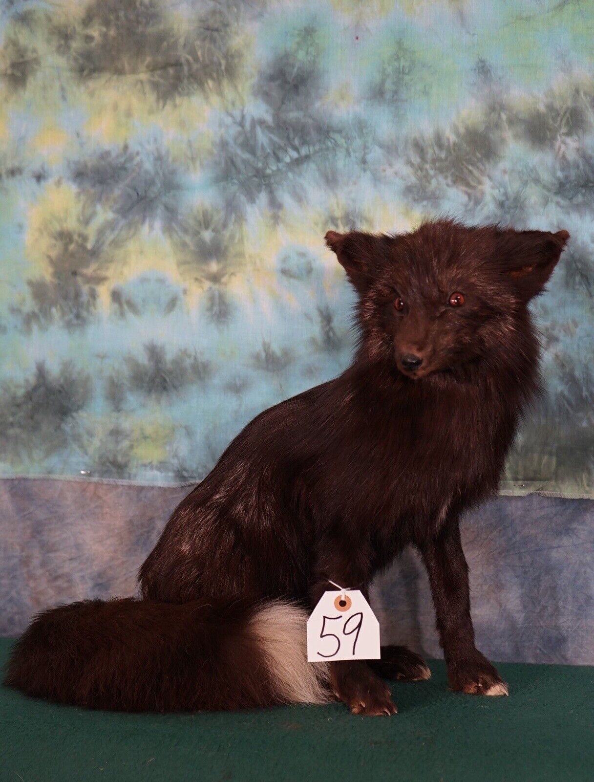 FH123-Beautiful Artic Dark Silver Fox Taxidermy Life Size Mount full body fluffy real