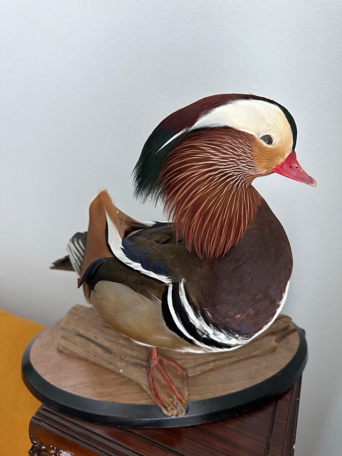 Museum Quality Mandarin Duck taxidermy mount Sku FA1911