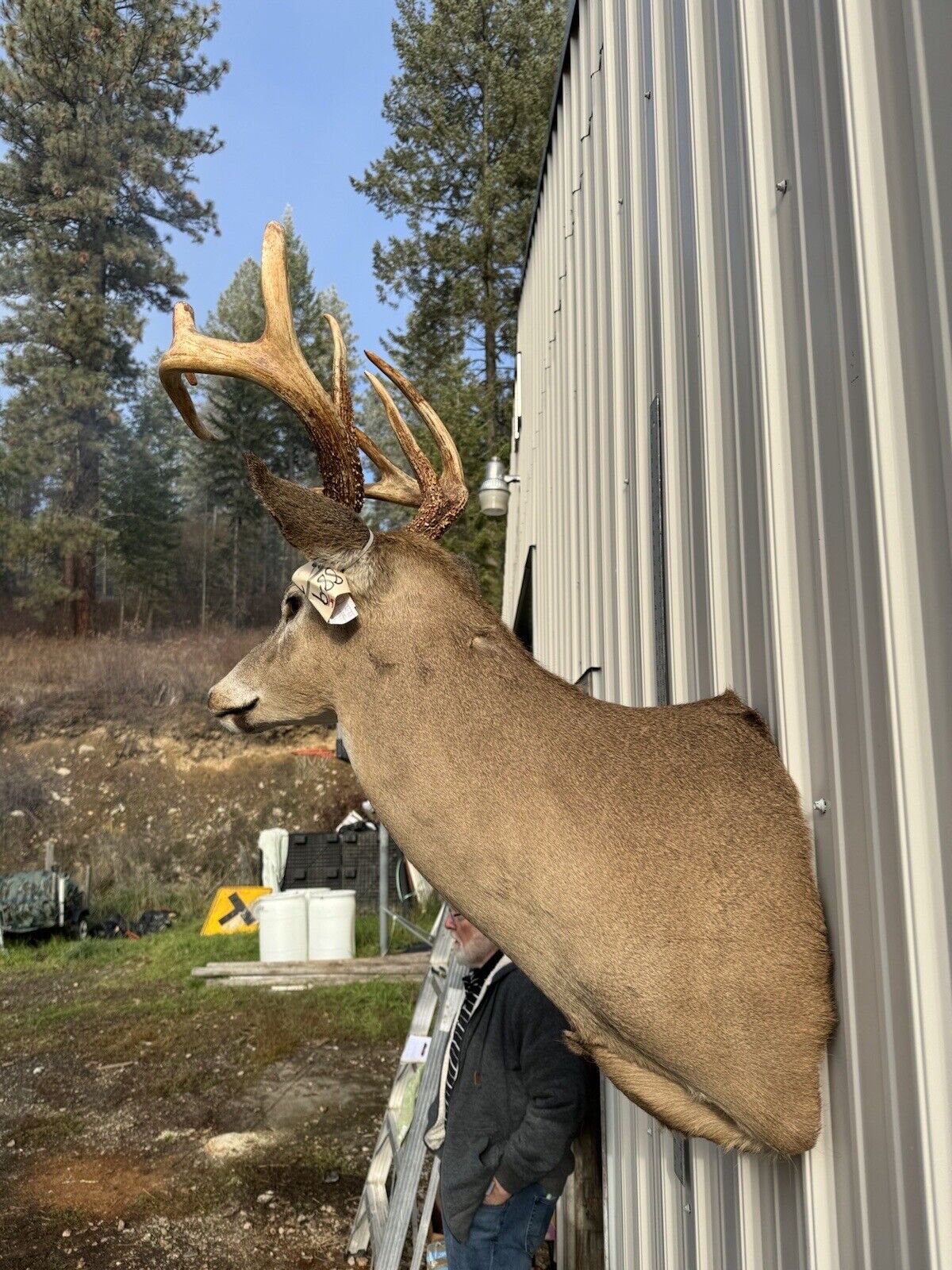 Whitetail Deer Real Antler Deer Taxidermy Mount