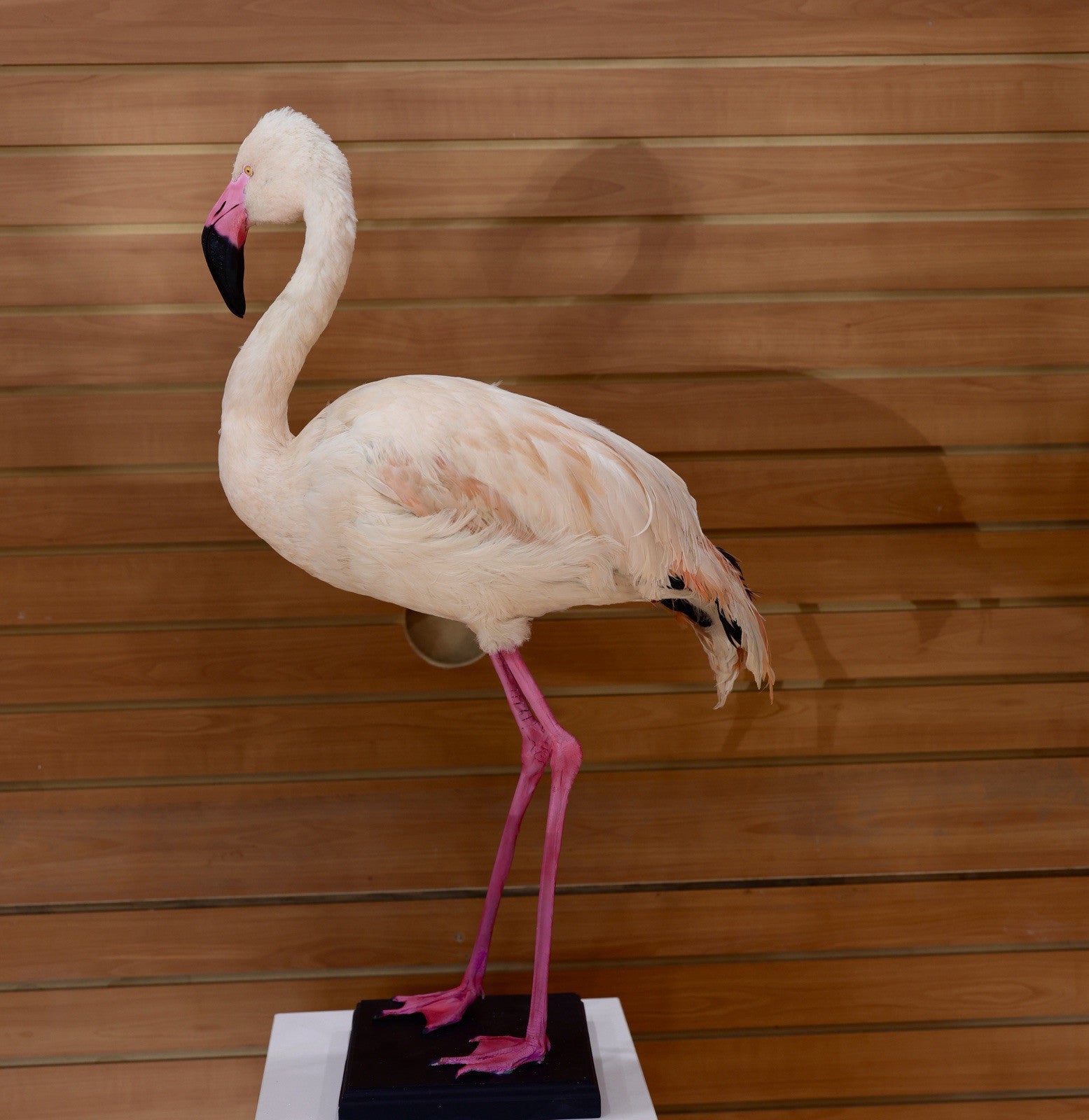 FH114-Flamingo Museum quality Chilean flamingo Taxidermy mount