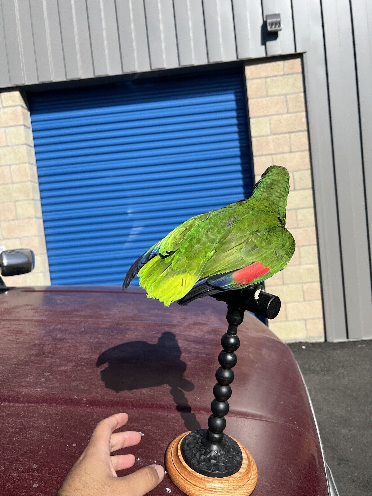 yellow crowned amazon Parrot Taxidermy Mount