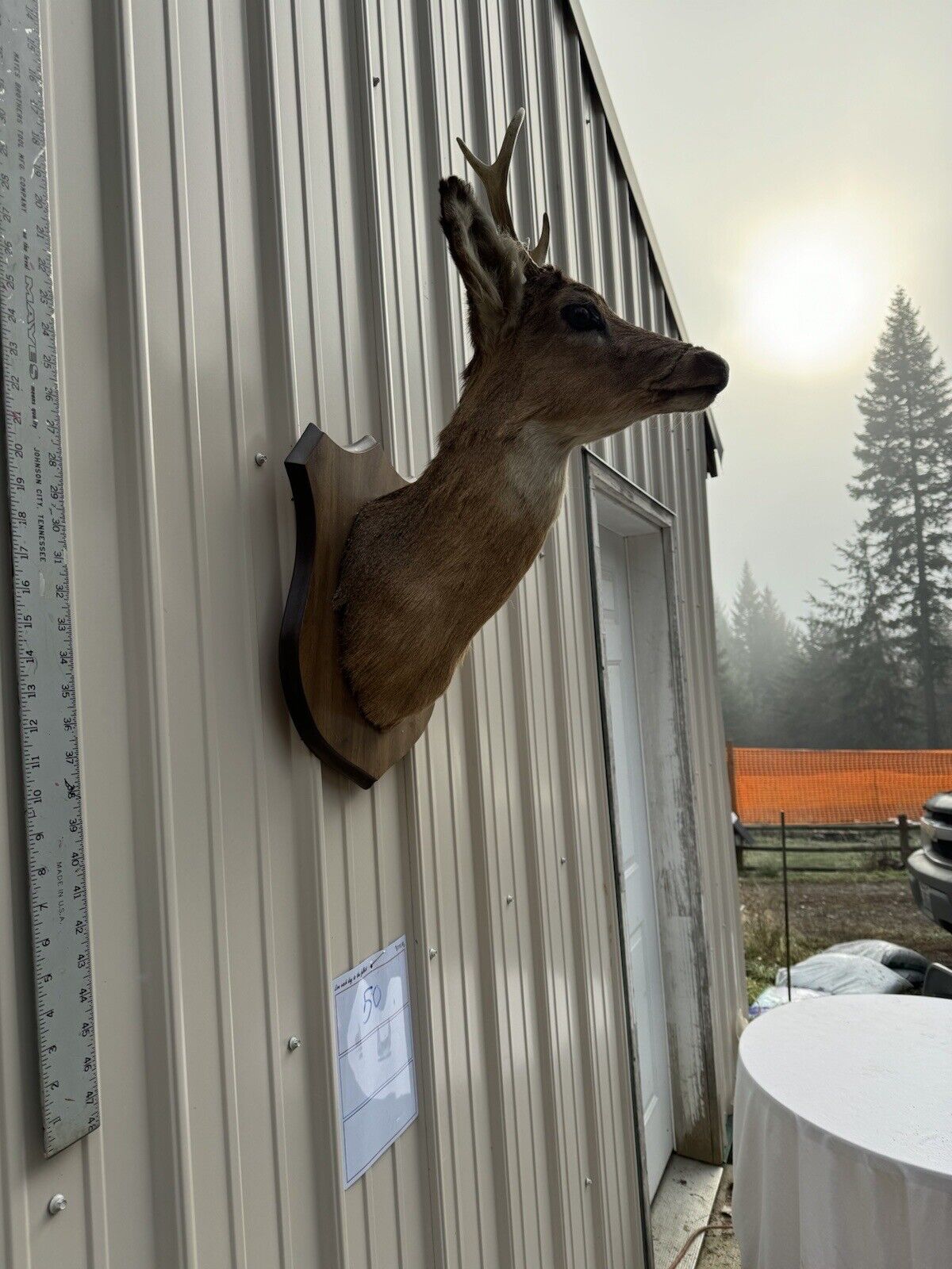 Whitetail Deer Real Antler Deer Taxidermy Mount