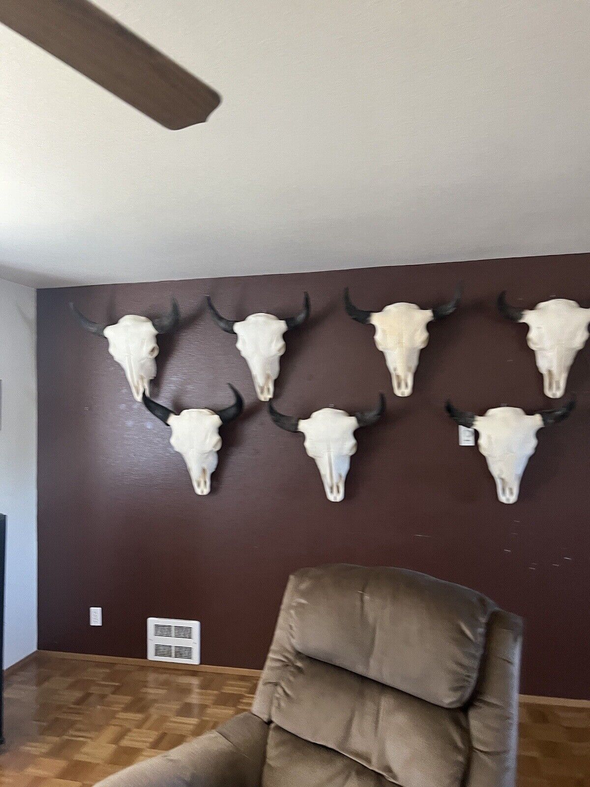 TAXIDERMY Large Bison Buffalo Skulls Real Horns Taxidermy Mount