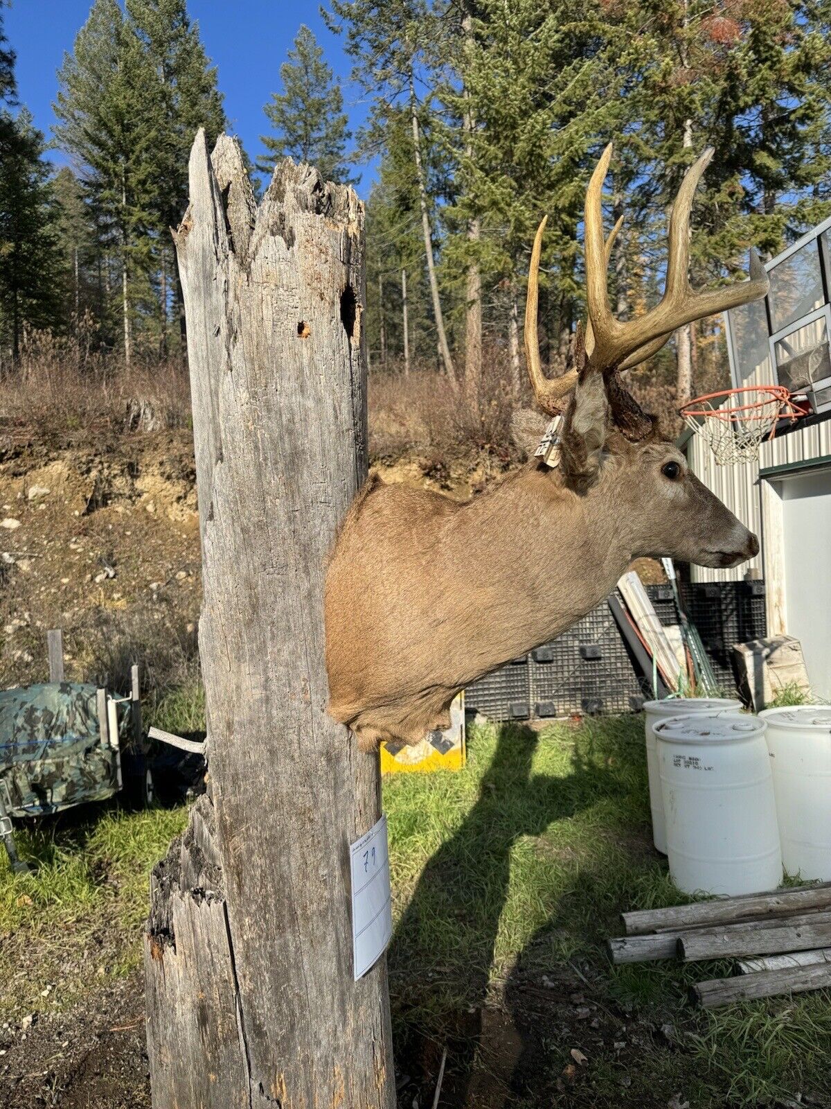 Whitetail Deer Real Antler Deer Taxidermy Mount