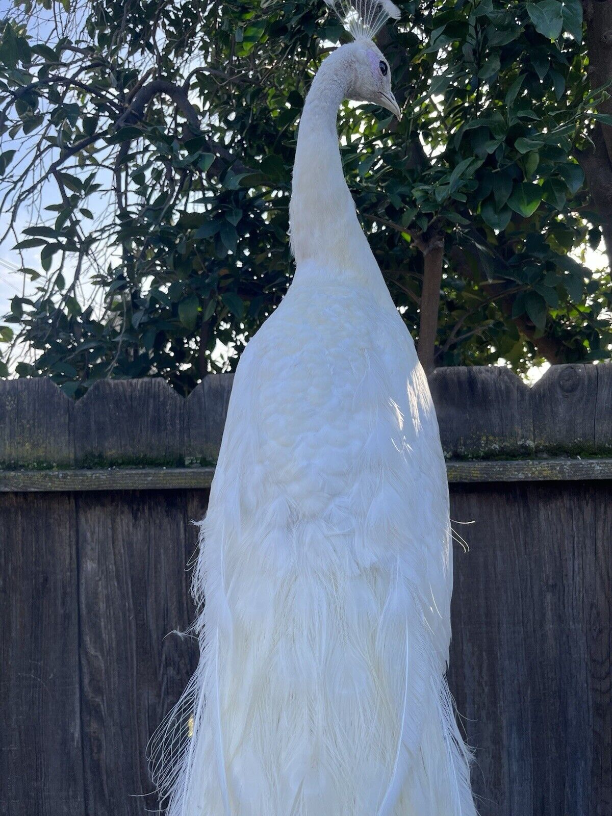 Museum Quality White PEACOCK Taxidermy Mount - Sku JOE232