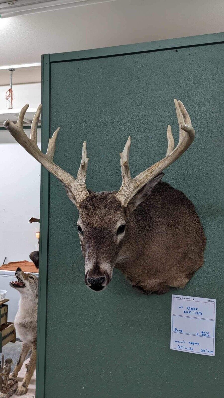 Whitetail Deer Real Antler Deer Taxidermy Mount