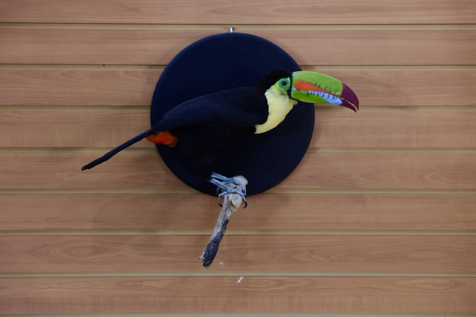 FH109-Museum Quality keel-billed toucan (Ramphastos sulfuratus) Toc25