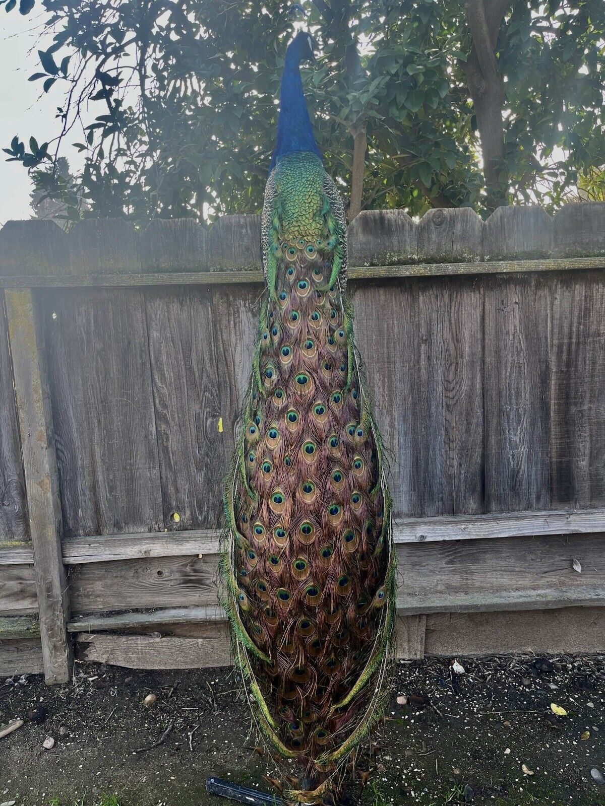 India Blue Real PEACOCK Taxidermy Mount museum quality
