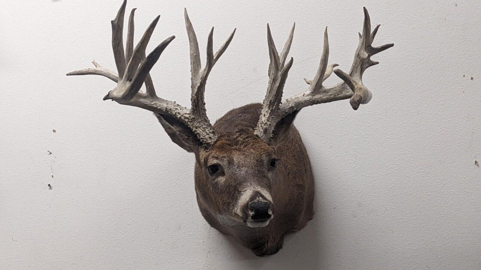 Whitetail Deer Real Antler Deer Taxidermy Mount Beautiful Antlers