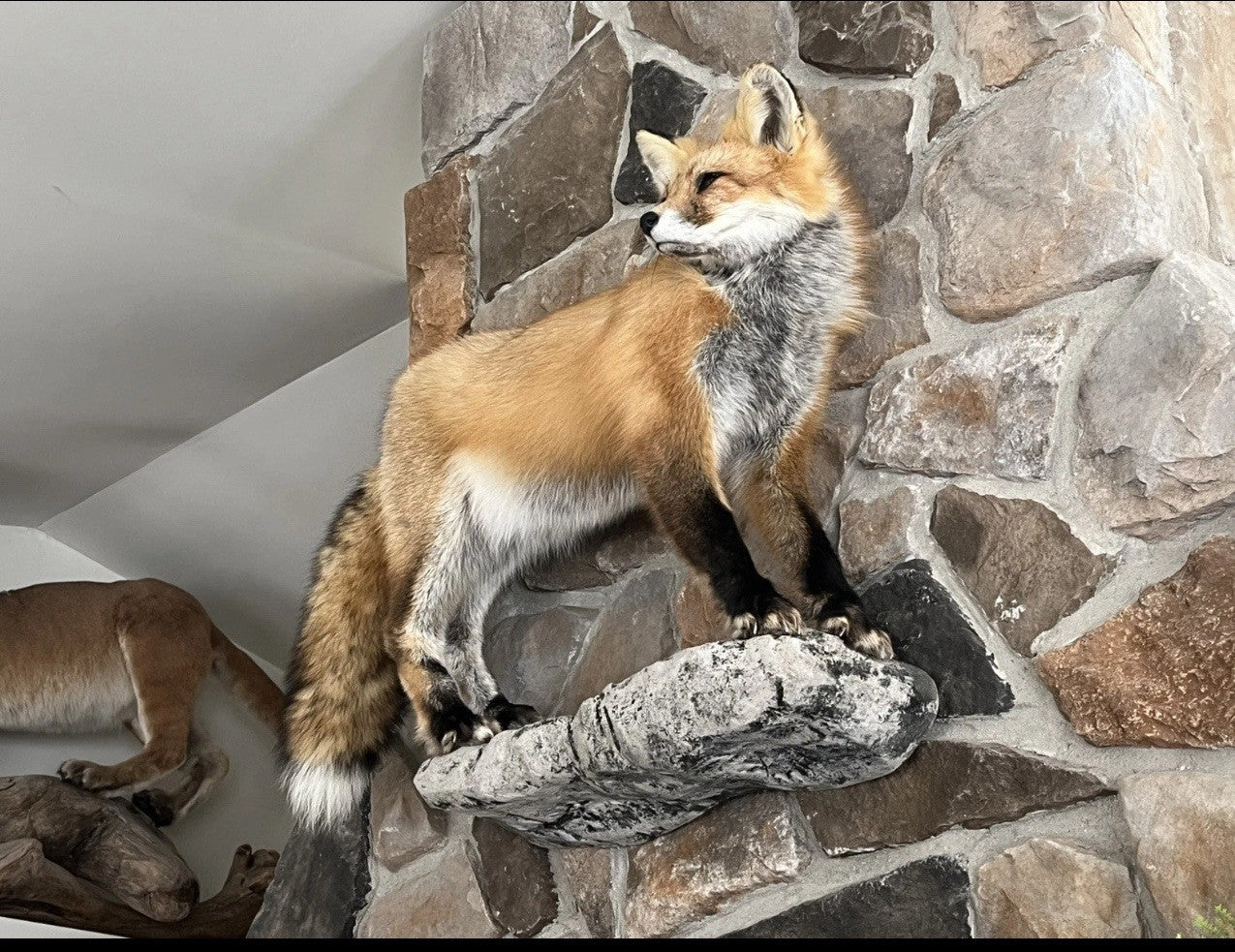 Red Fox Taxidermy Full Body Mount Cabin Camp Man Cave Home Office Den Decor NEW!
