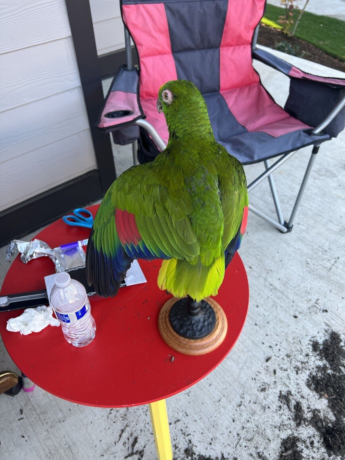 yellow crowned amazon Parrot Taxidermy Mount