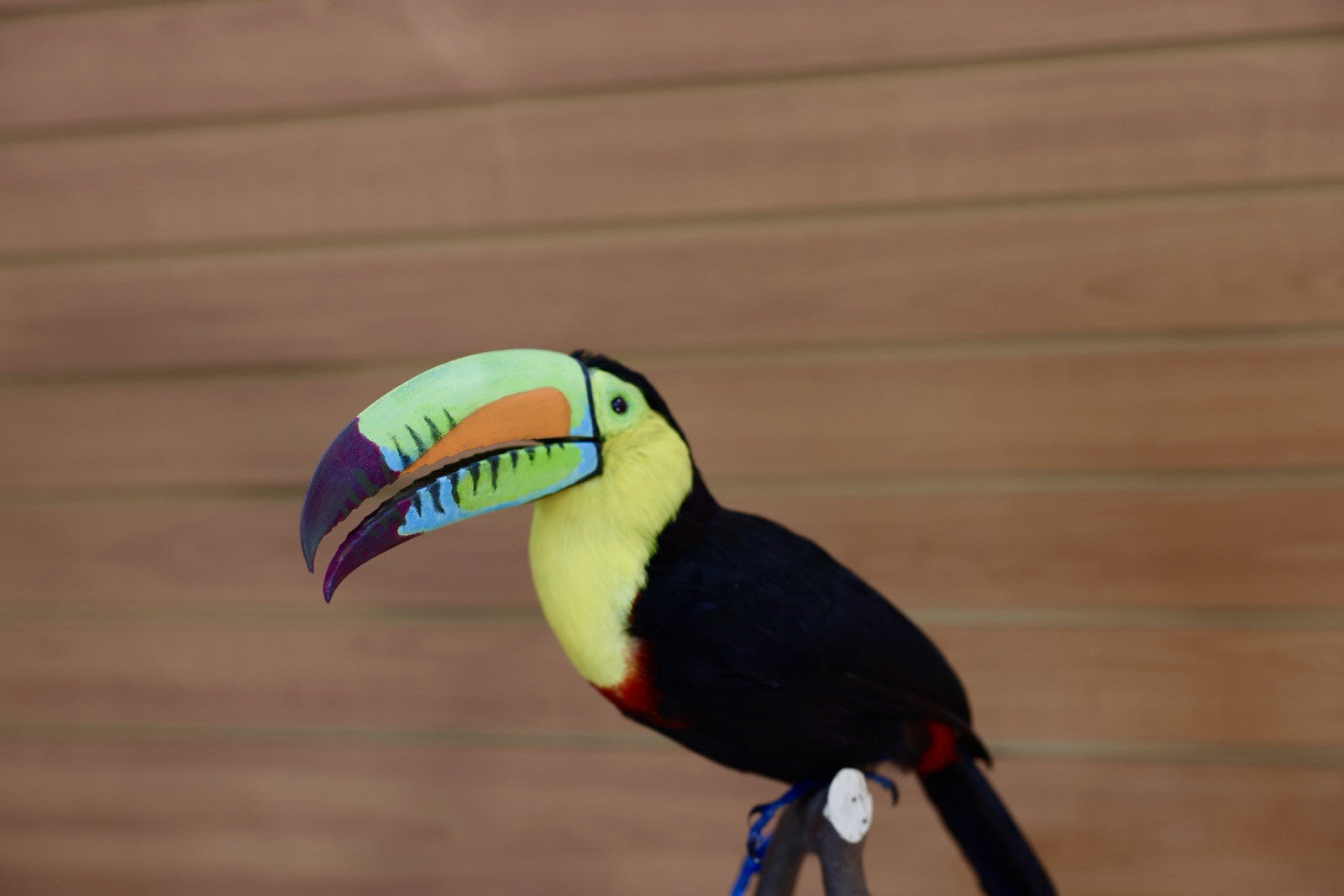 FH108-Museum Quality keel-billed toucan (Ramphastos sulfuratus) Toc24