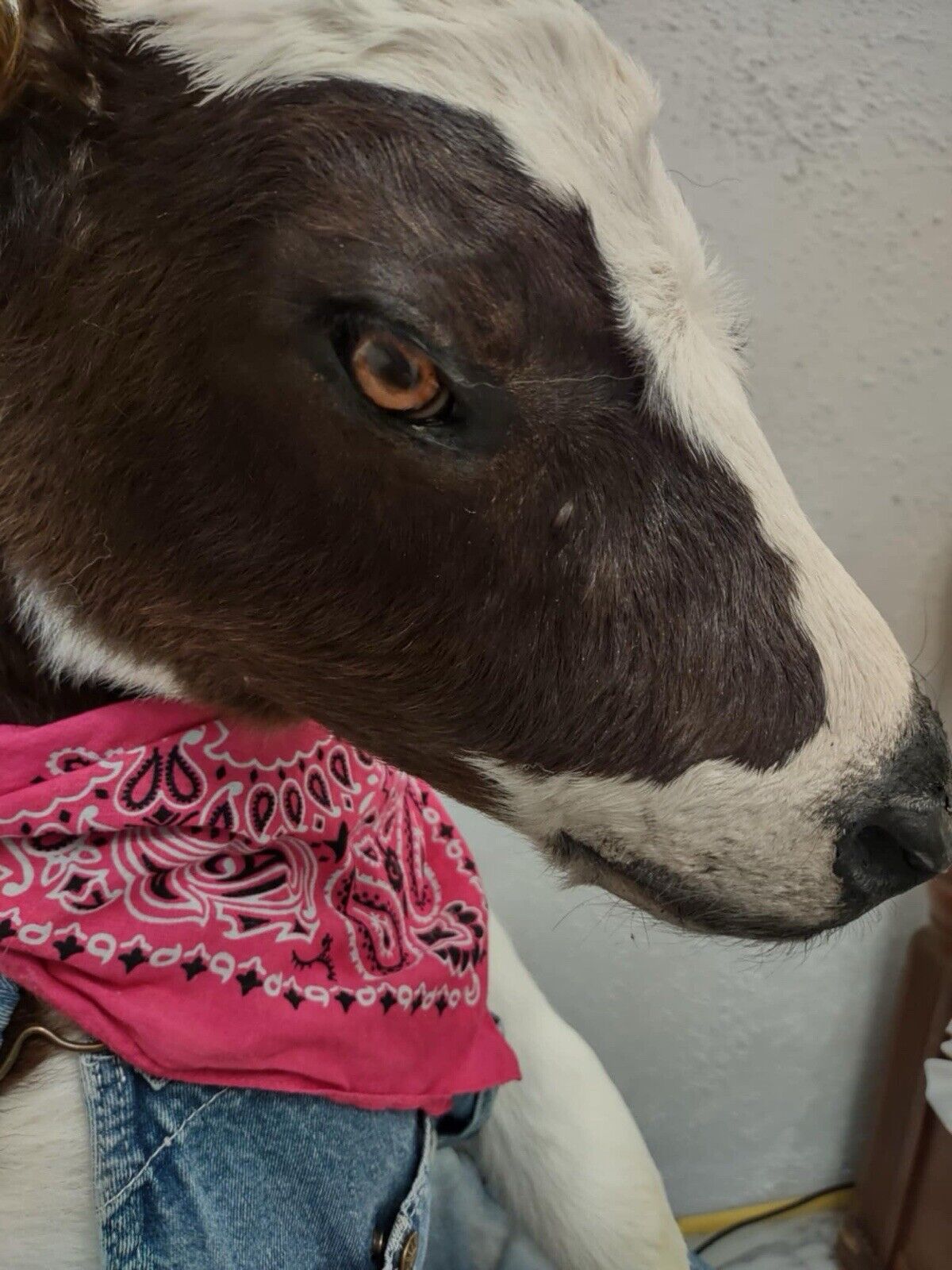 FH142-Baby Calf Taxidermy Mount