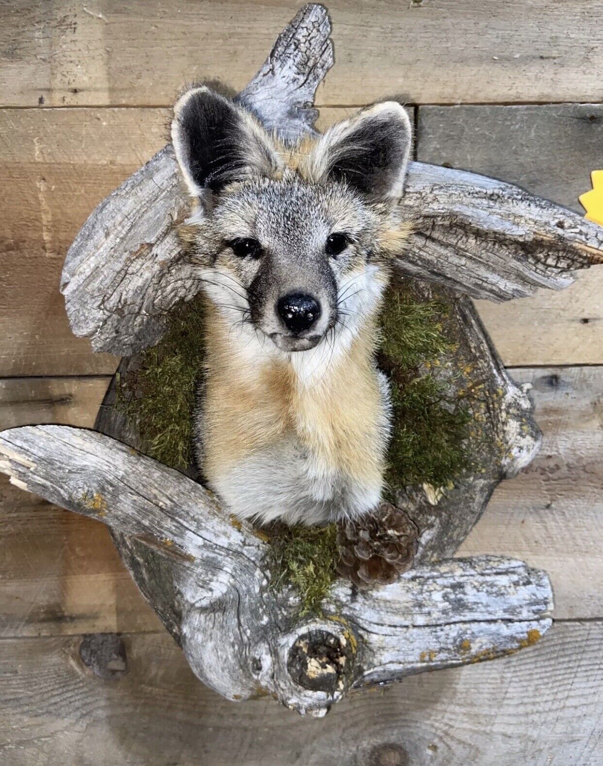 Beautiful Grey Fox Taxidermy Wall Mount In Den