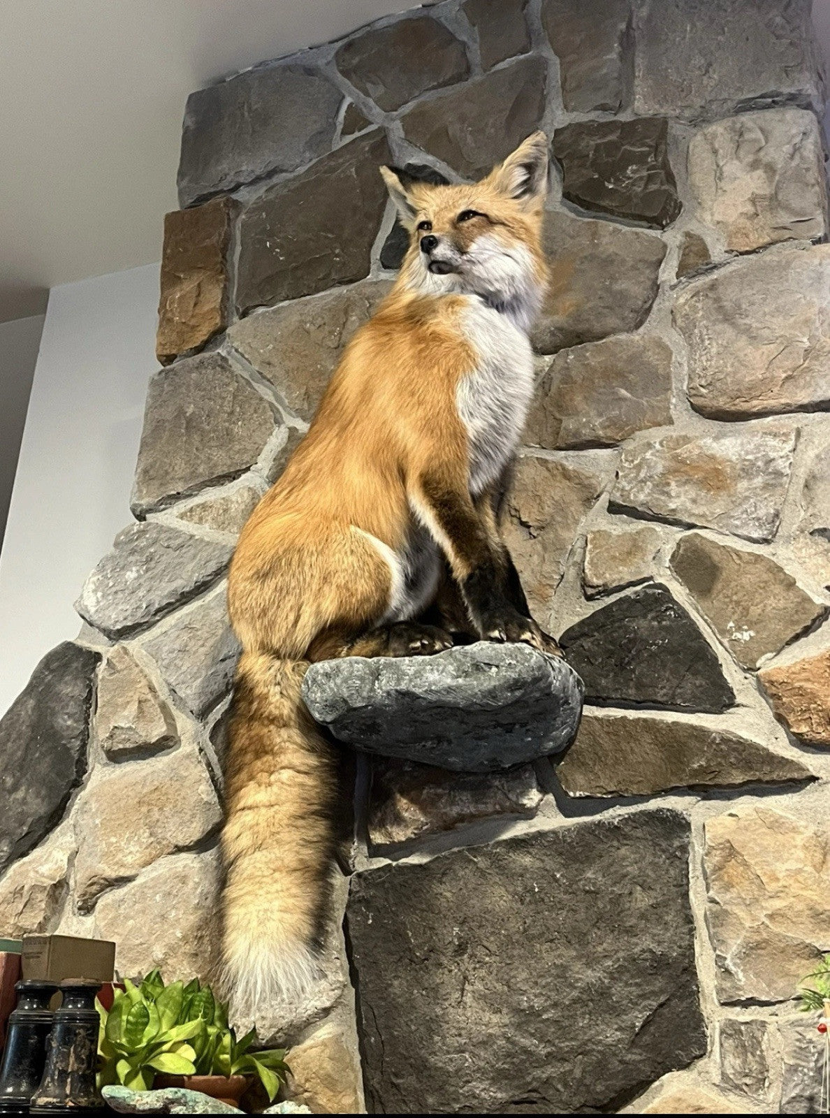 Red Fox Taxidermy Full Body Mount Cabin Camp Man Cave Home Office Den Decor NEW!