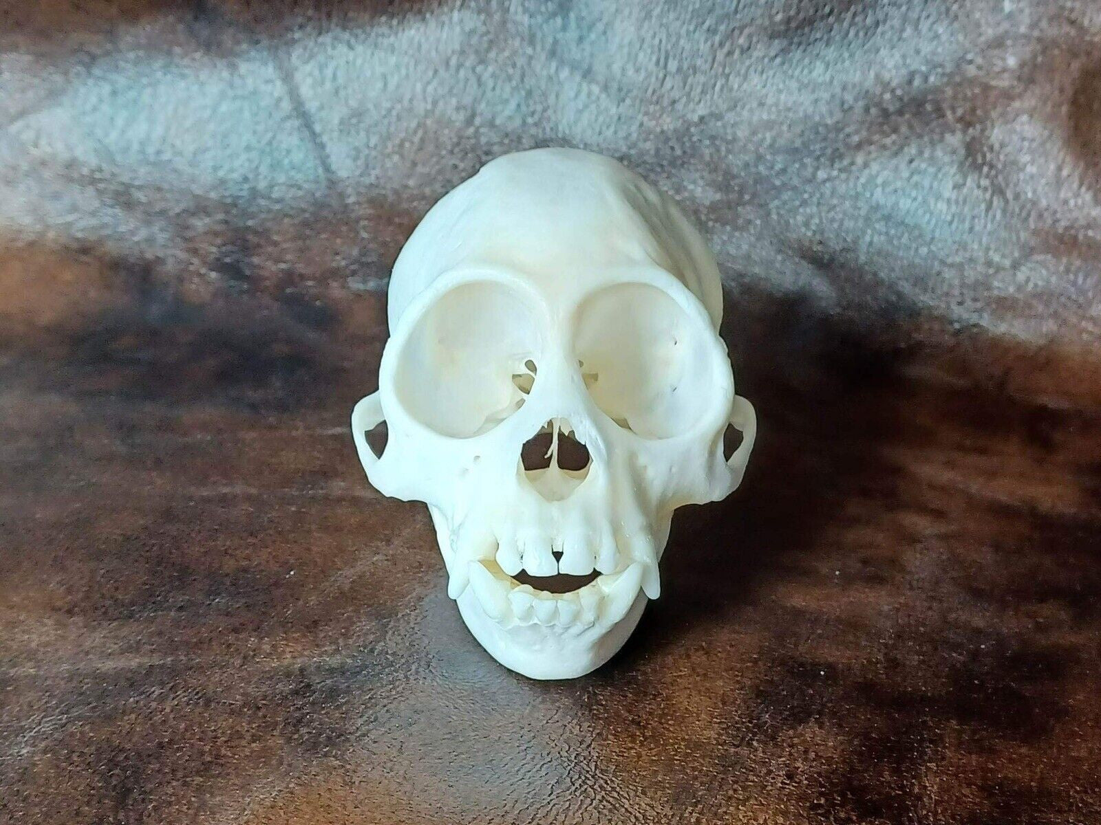 FHHOM1 - Capuchen monkey skull and full skeleton for articulating