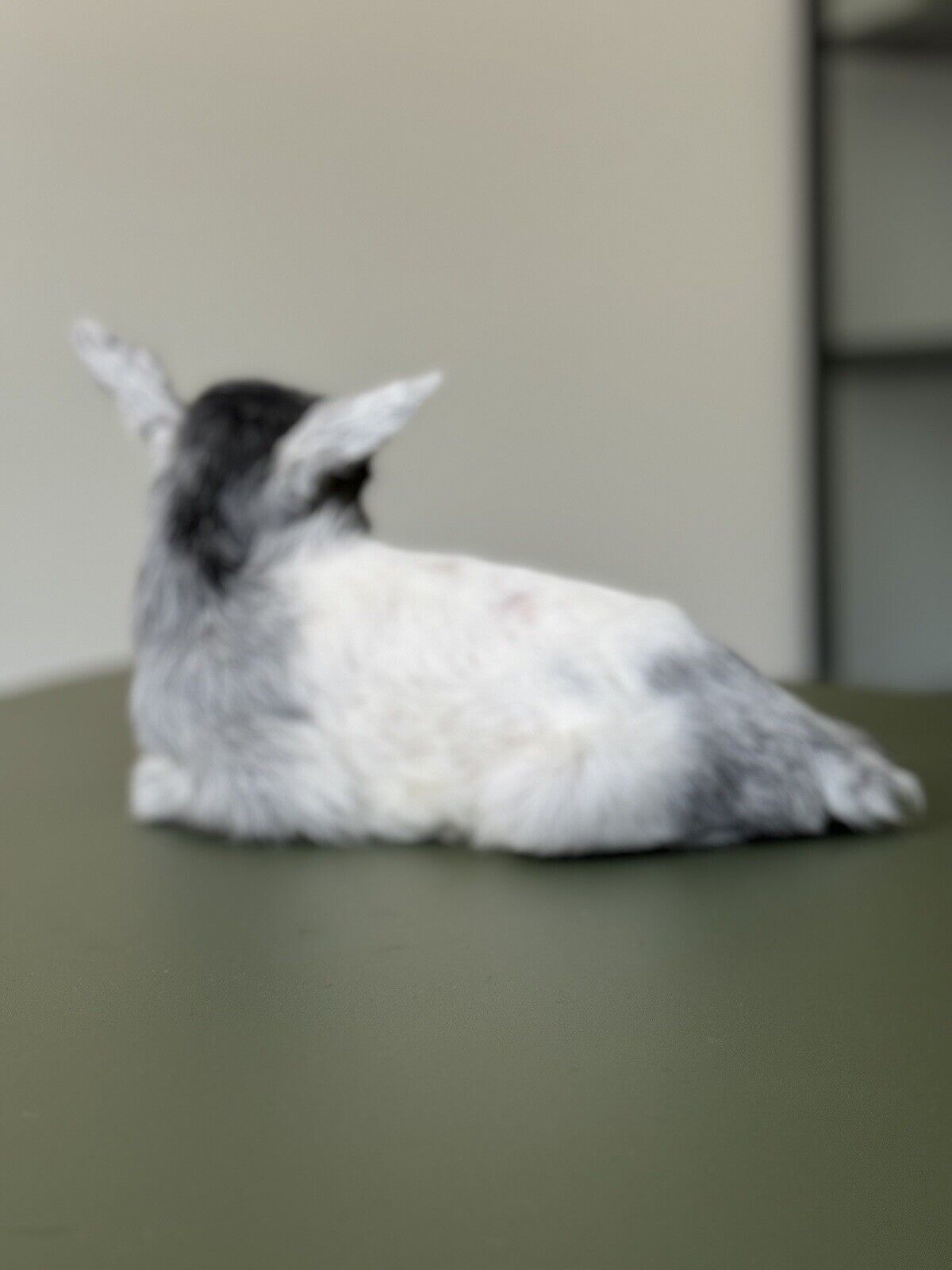 FH119-Super Tiny Baby Goat Taxidermy Mount