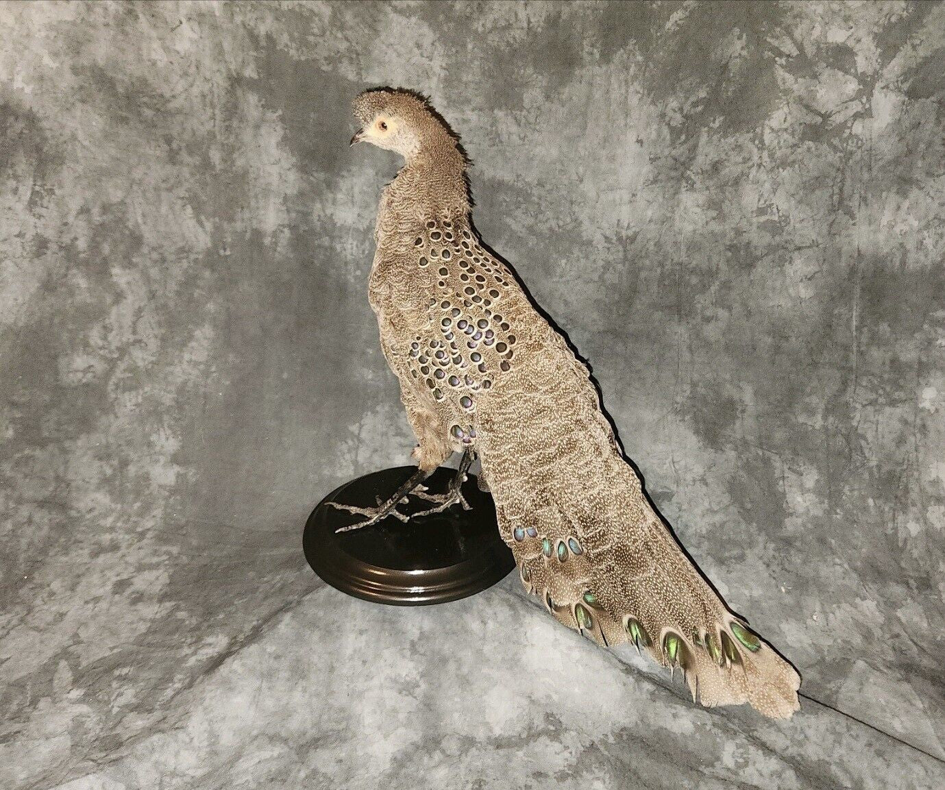 Grey Peacock Pheasant Taxidermy Mount Bird Gamebird Feathers Exotic