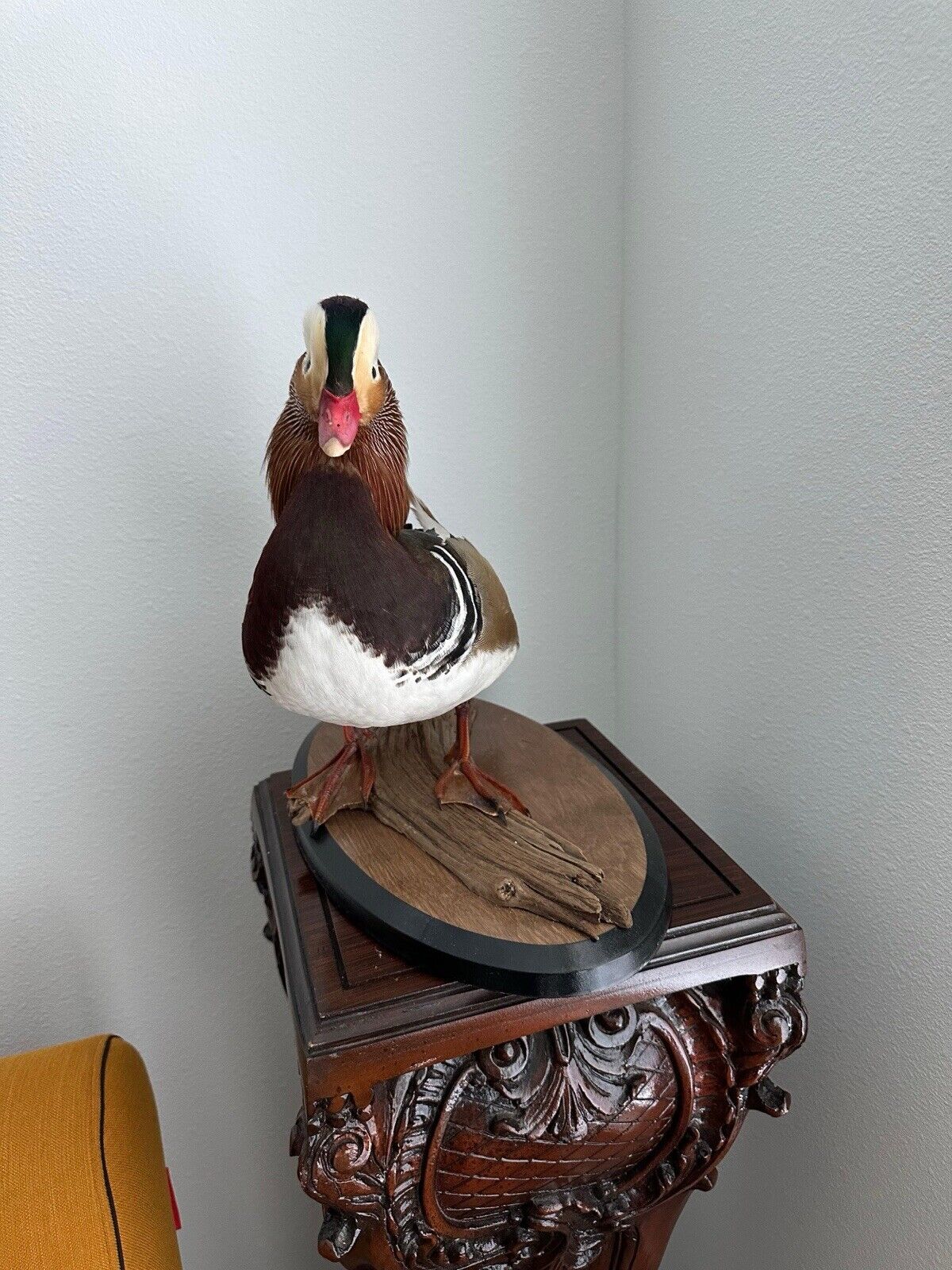 Museum Quality Mandarin Duck taxidermy mount Sku FA1911