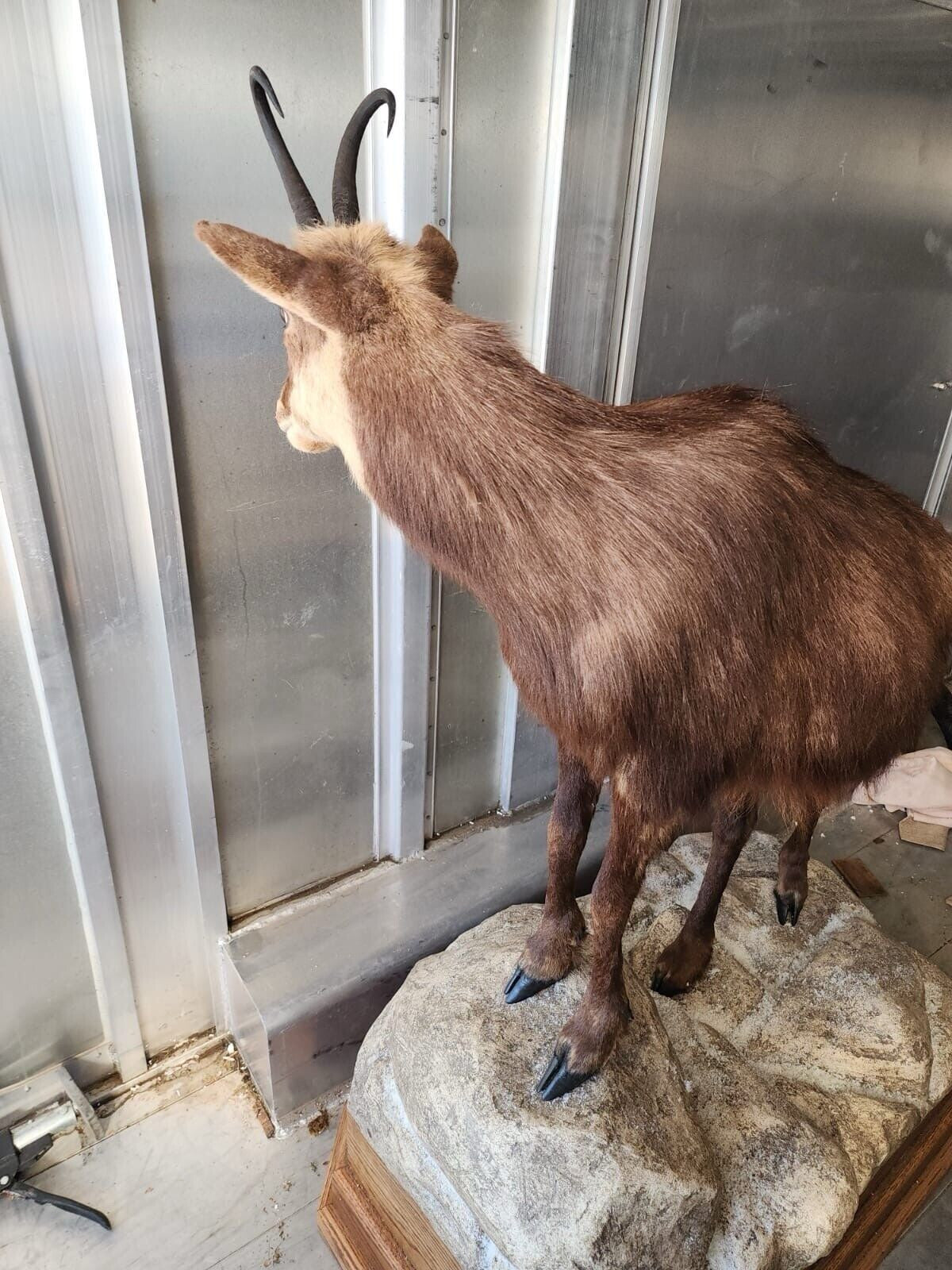 FH145-Alpine Chamois Full Body Taxidermy Mount FH24