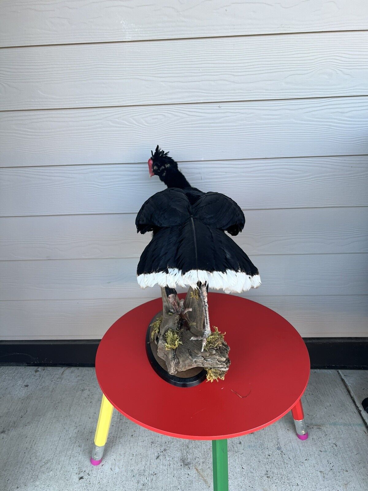 FH130-Rare razorbill curassow Taxidermy Bird Mount