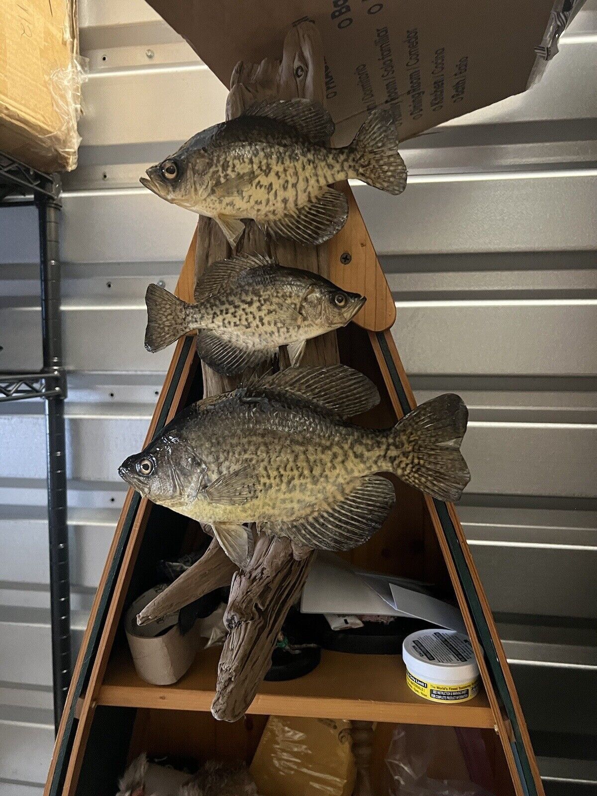 Beautiful Sunfish Crappie Perch Fish Taxidermy Wall Mount Art Wildlife