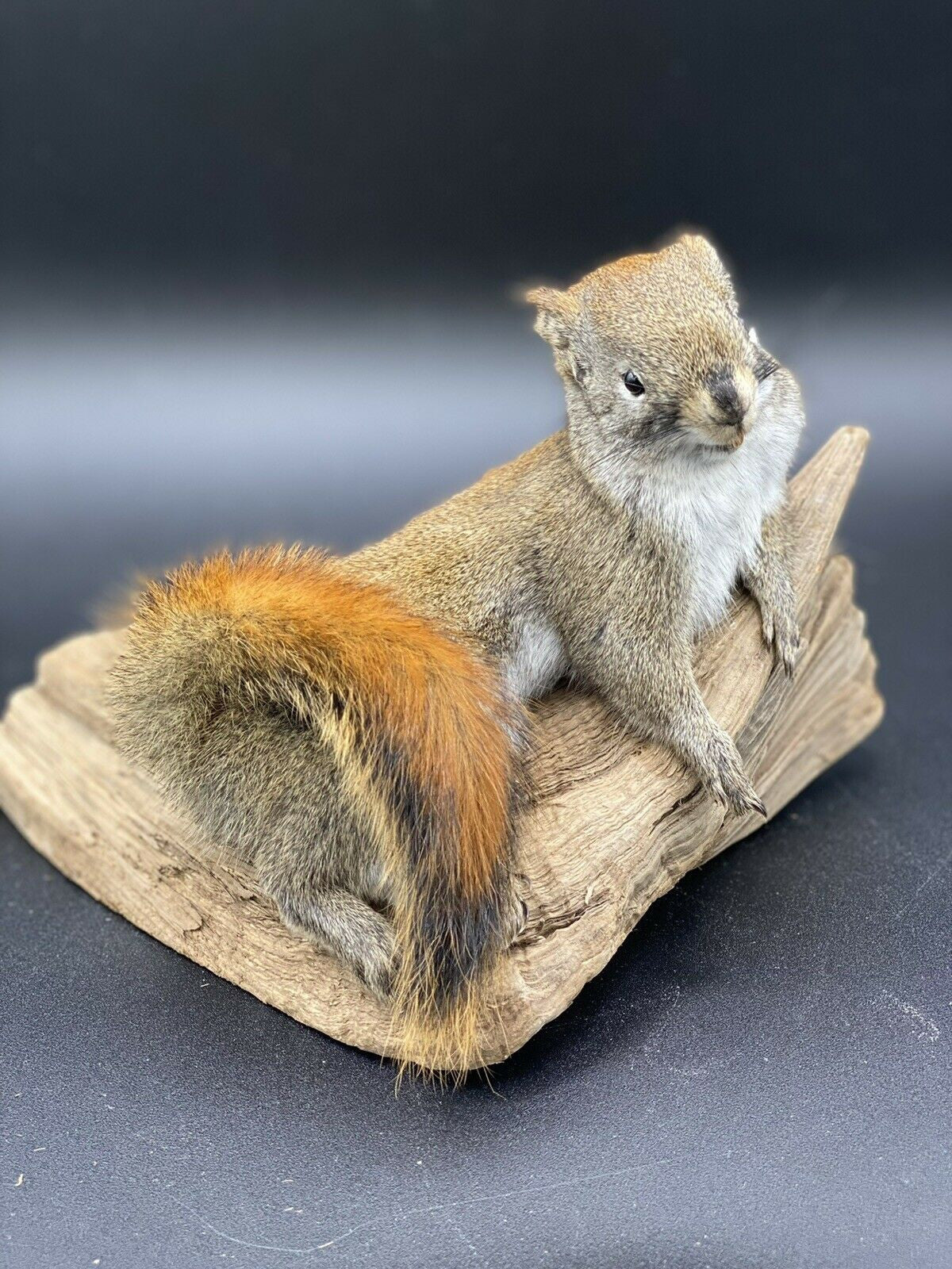 Beautiful Adorable Red Squirrel Small Animal Taxidermy Mount Art Wildlife