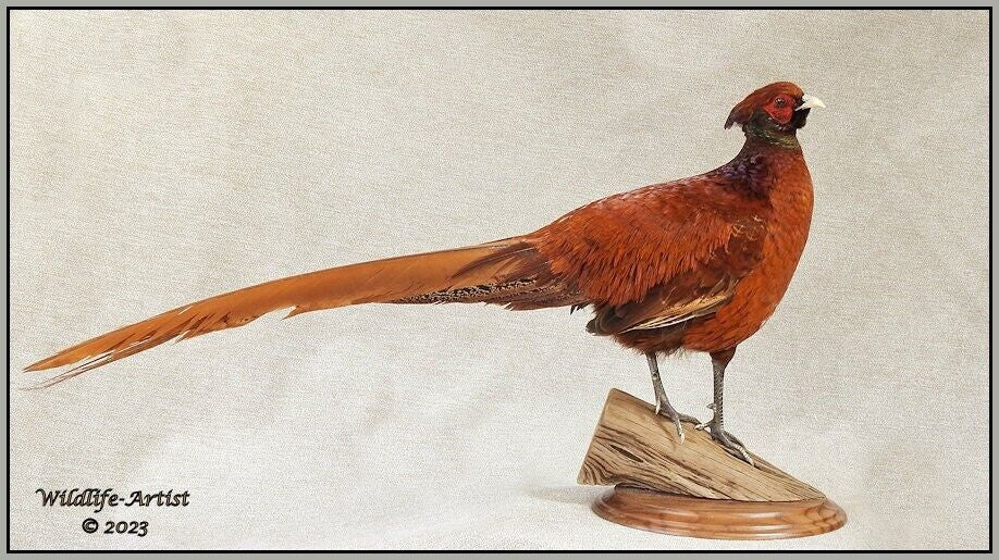 Pheasant Taxidermy Mount Bird Gamebird Feathers Exotic by Wildlife-Artist
