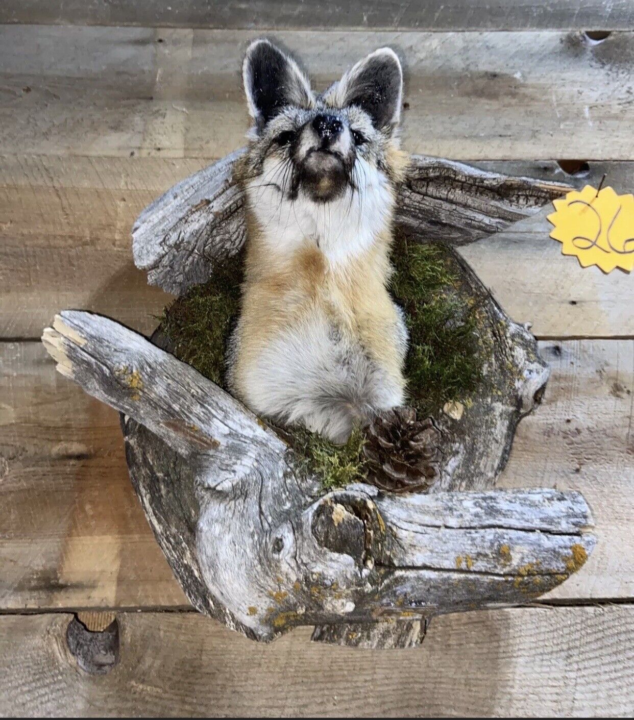 Beautiful Grey Fox Taxidermy Wall Mount In Den