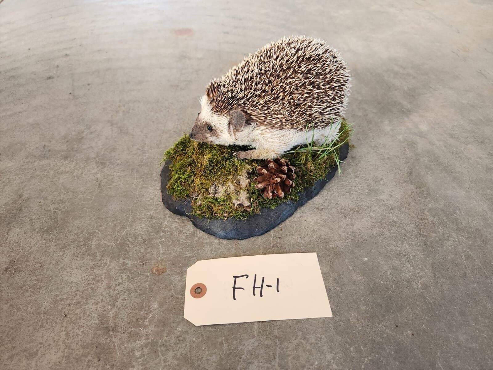 FH139-Large Hedgehog Taxidermy Mount