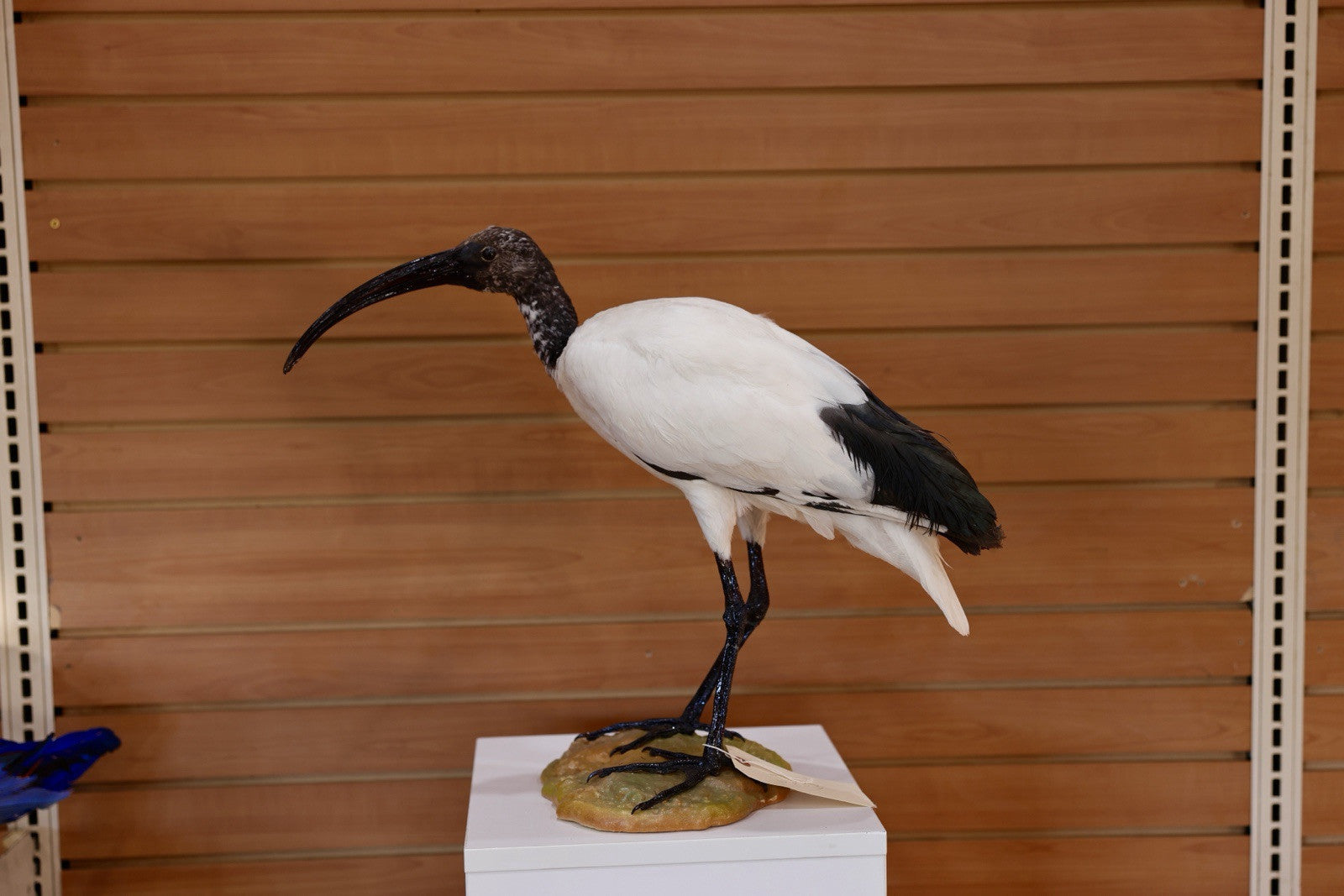 FH106-Museum Quality African Sacred Ibis Taxidermy Mount