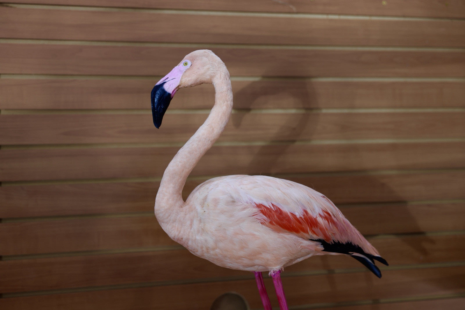 Flamingo-4 Museum quality Chilean flamingo Taxidermy mount