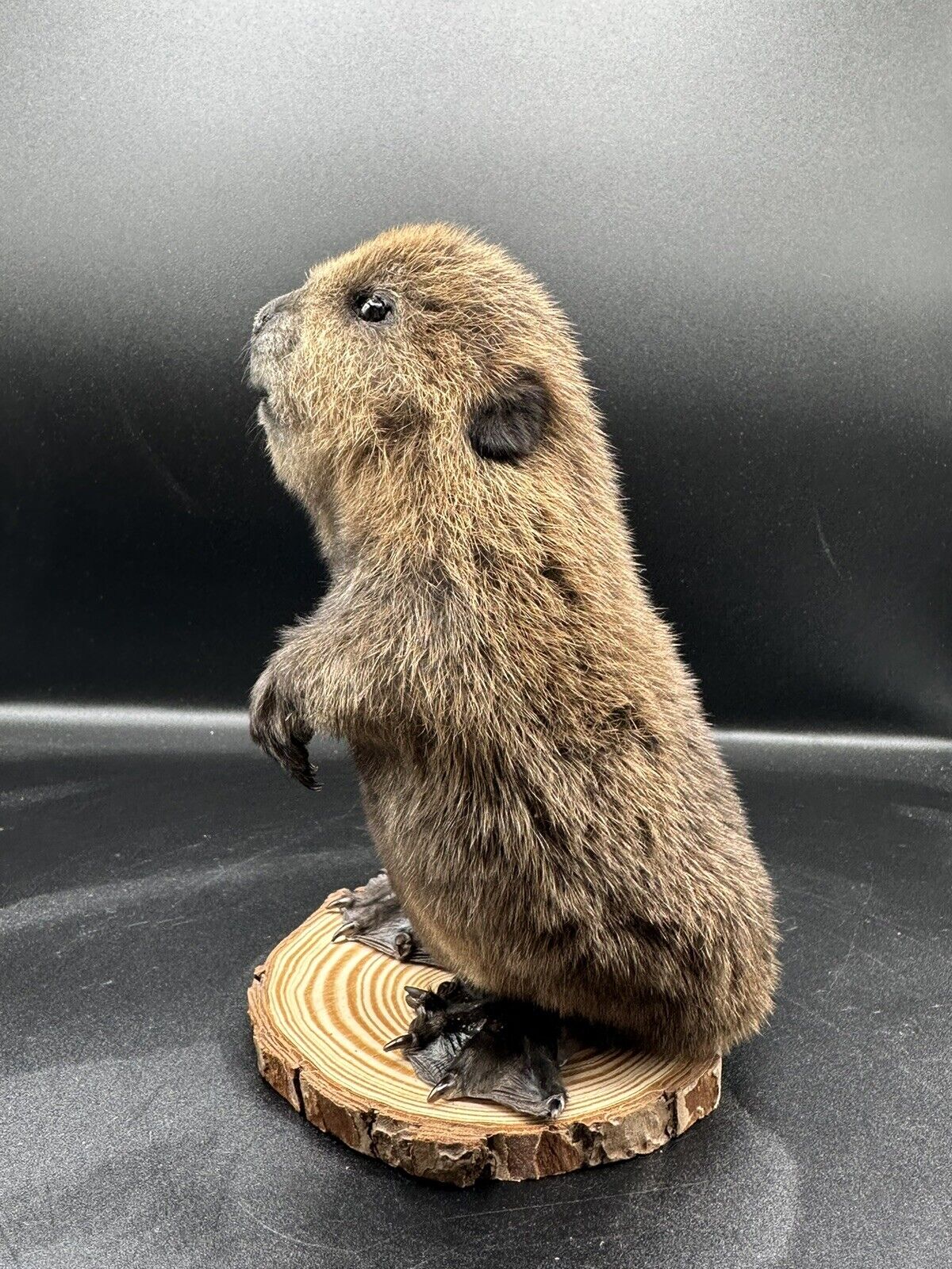 Beautiful Adorable Baby Beaver Kit Taxidermy Mount Art Wildlife 12C