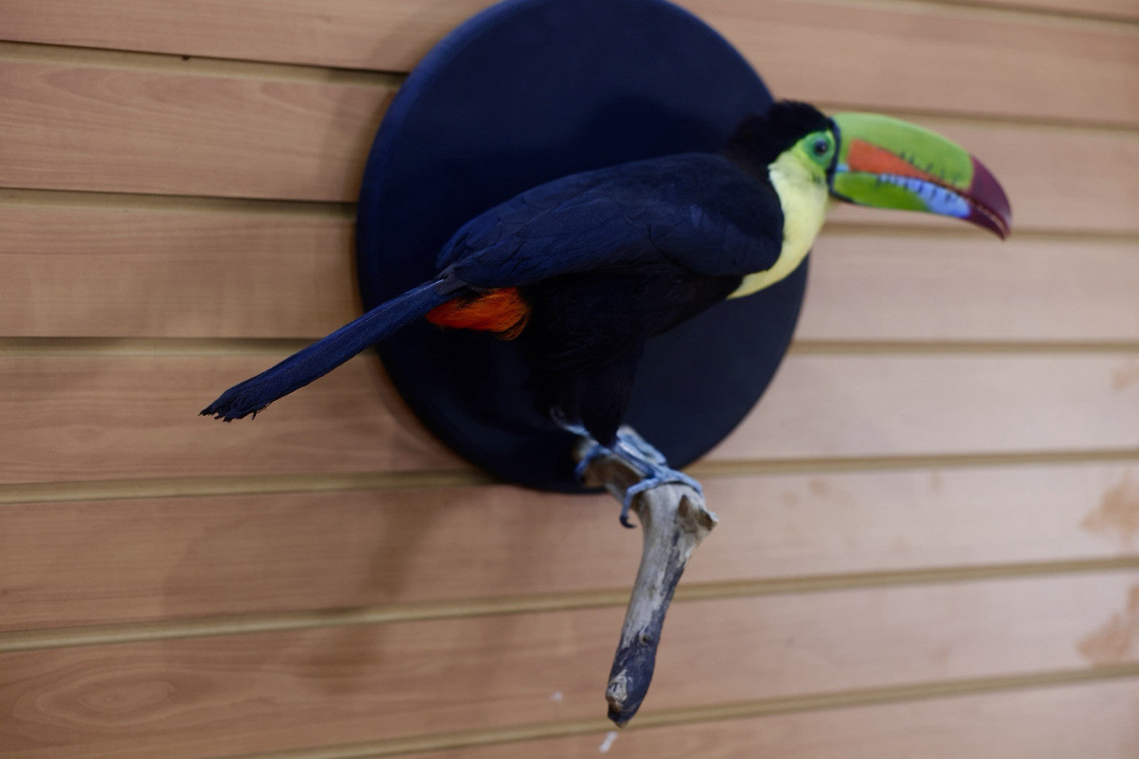 FH109-Museum Quality keel-billed toucan (Ramphastos sulfuratus) Toc25