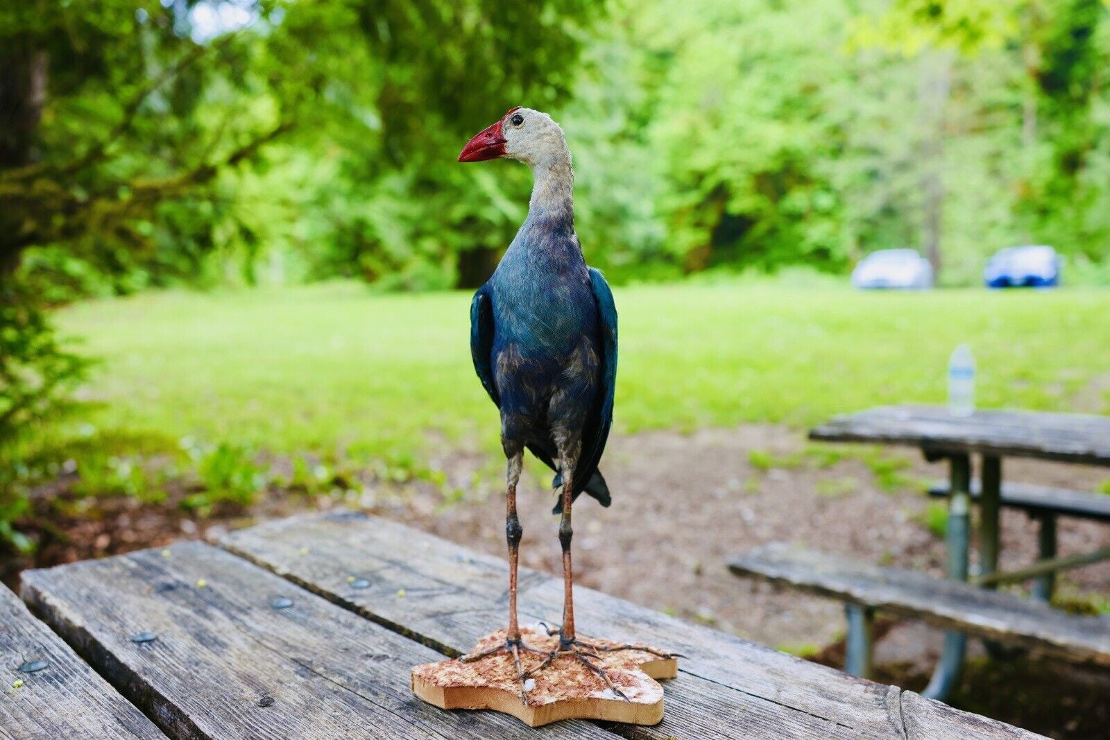 HA47 Grey Headed Swamphen (Porphyrio Poliocephalus) Bird Mount Taxidermy