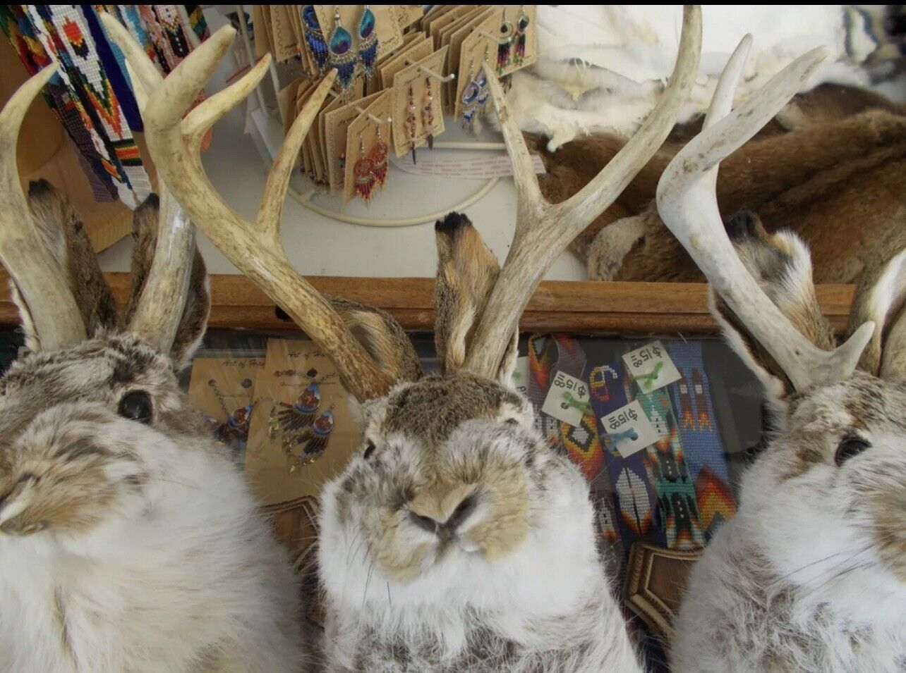 FH167-jackalope 4 point taxidermy mount real antlers (295 Each)