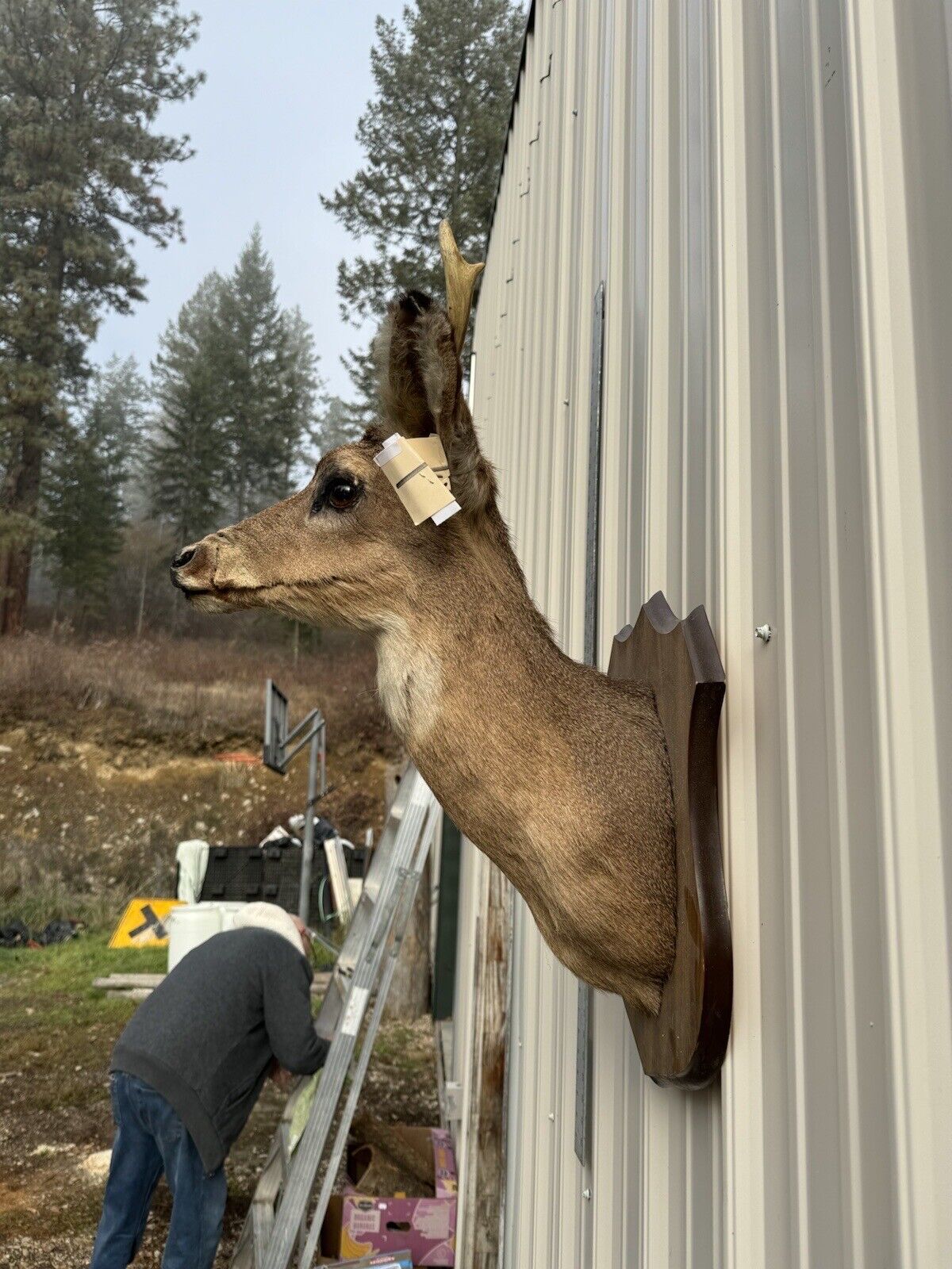Whitetail Deer Real Antler Deer Taxidermy Mount