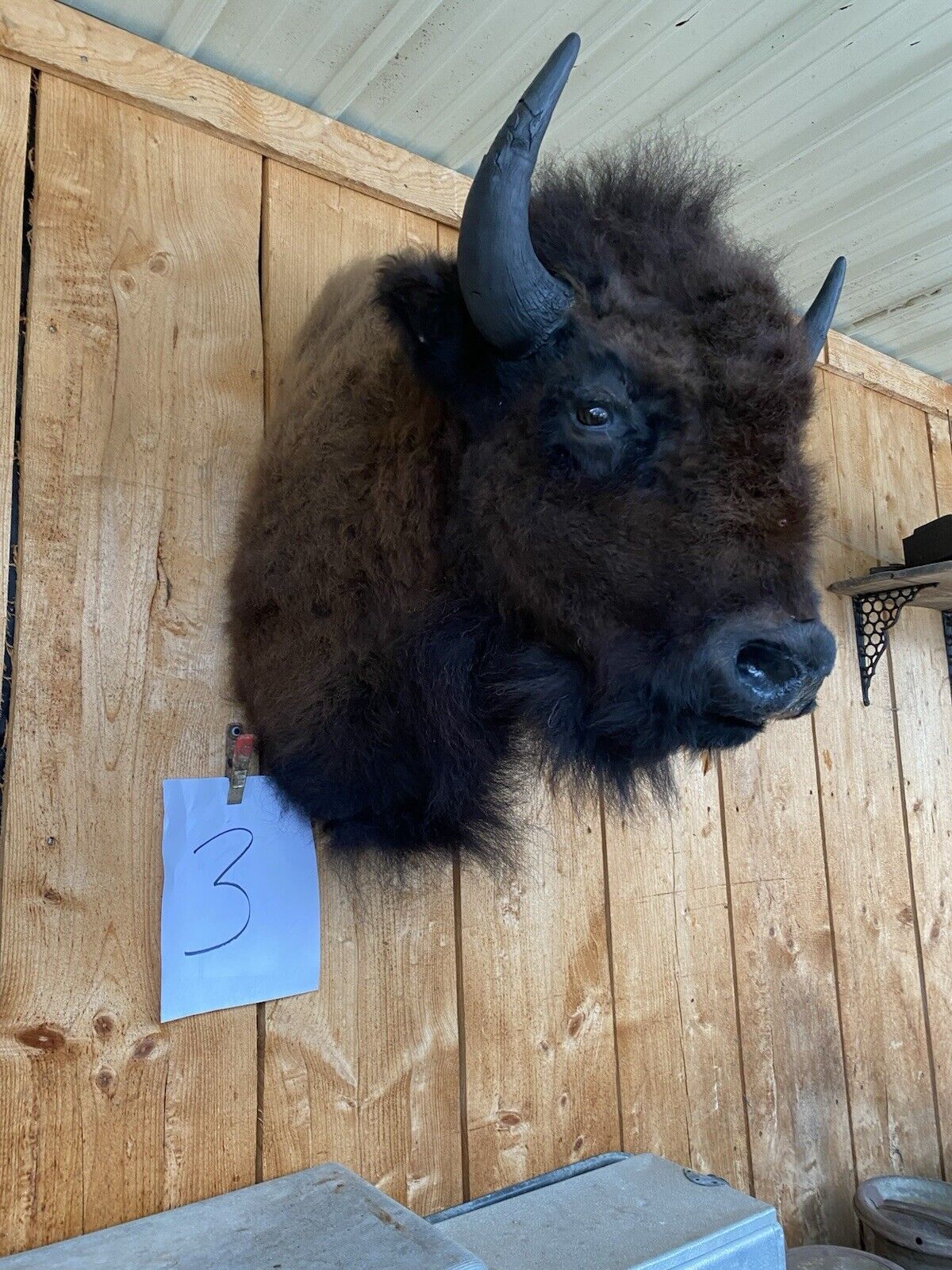 Real Bull Buffalo / Bison Shoulder Taxidermy Mount (you Get Exact One Pictured)