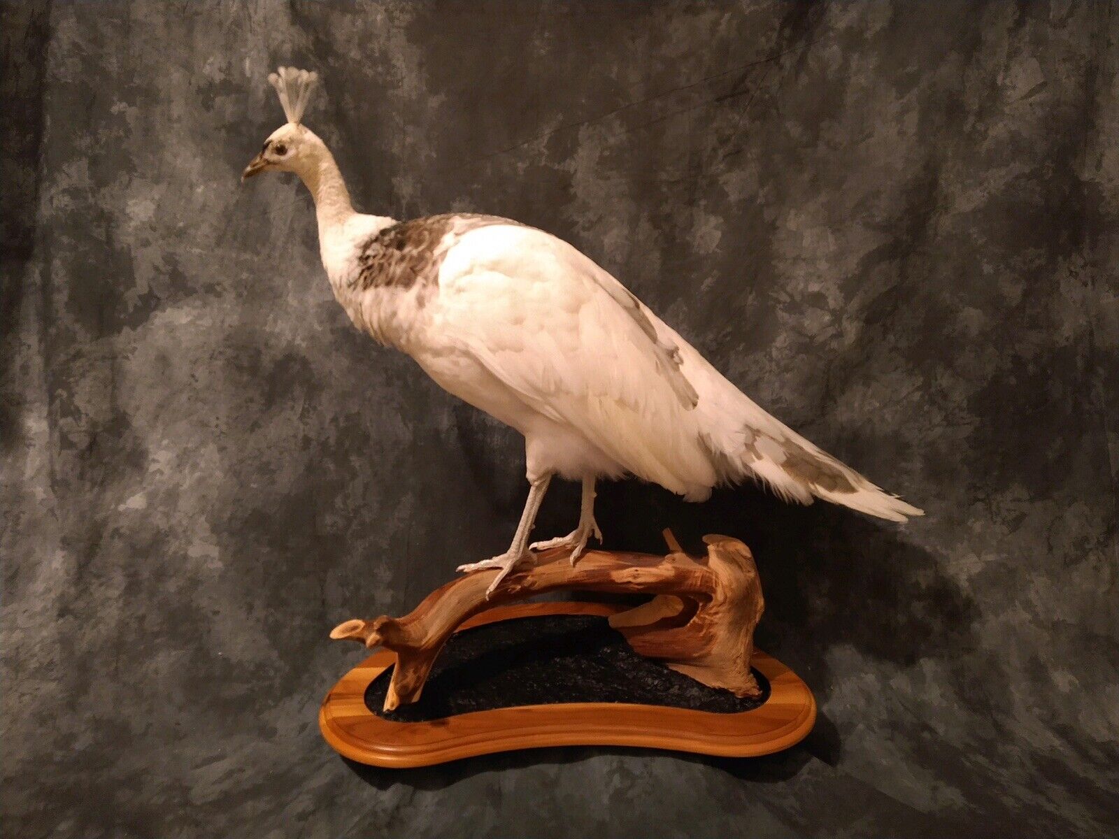 Pied Peacock Hen Taxidermy Mount Bird