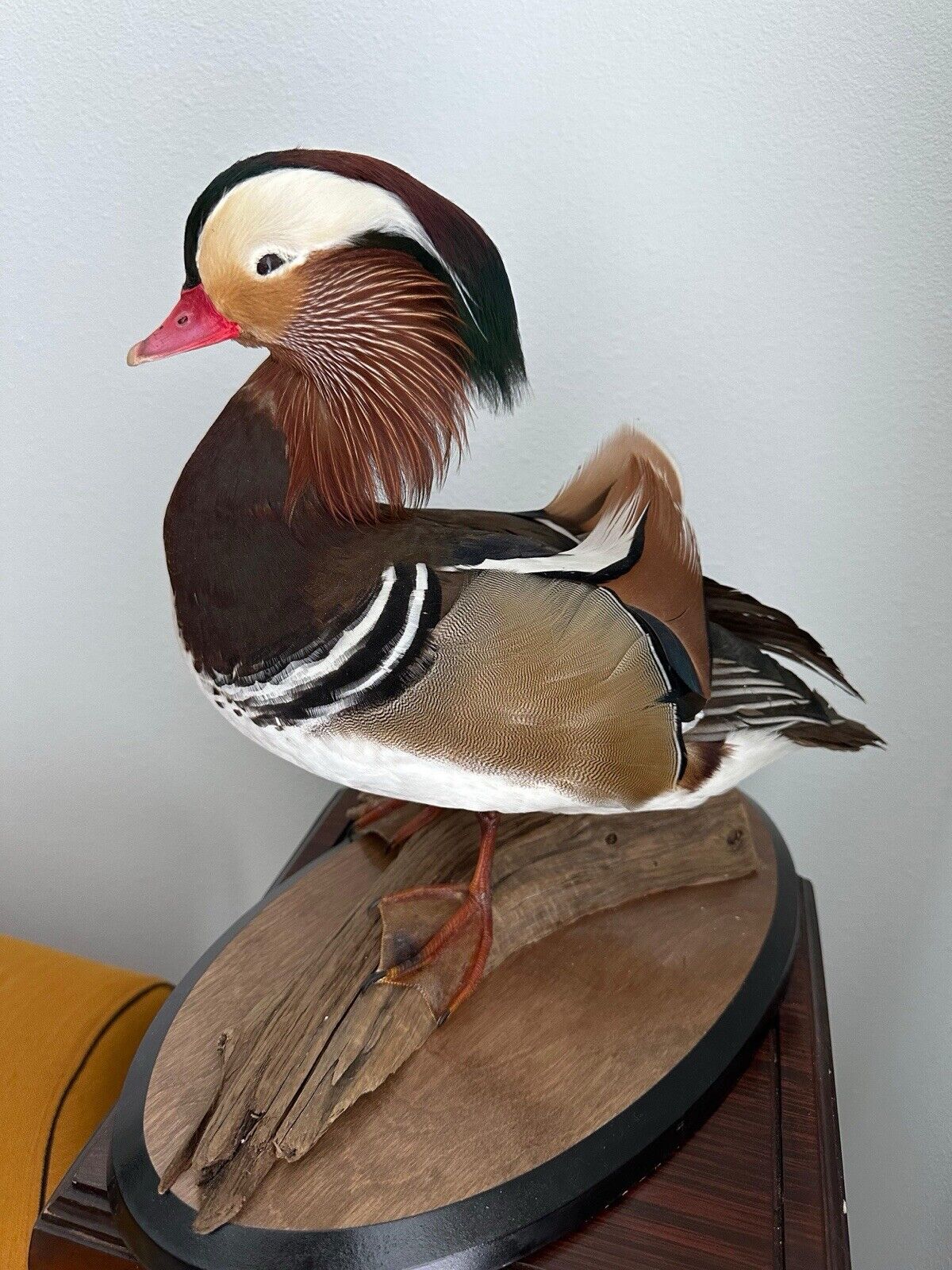 Museum Quality Mandarin Duck taxidermy mount Sku FA1911