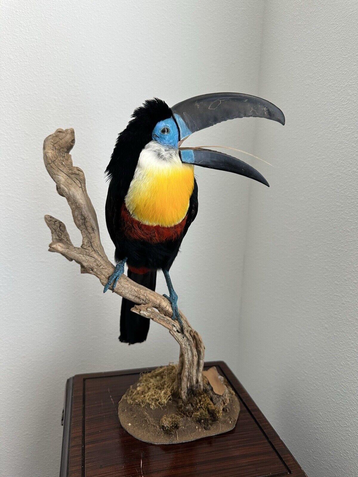 Museum Quality channel-billed toucan (Ramphastos vitellinus) Toc2