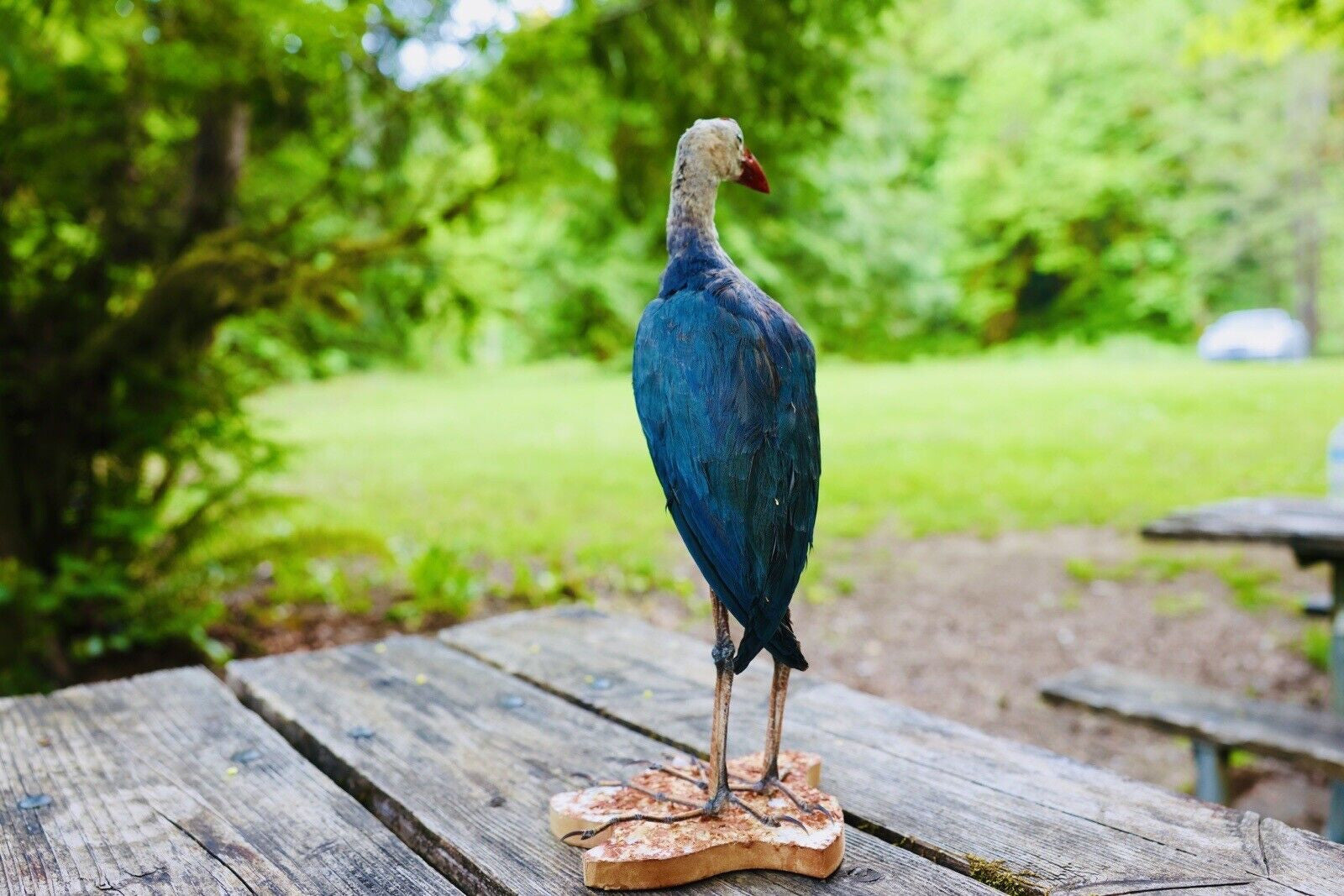 HA47 Grey Headed Swamphen (Porphyrio Poliocephalus) Bird Mount Taxidermy